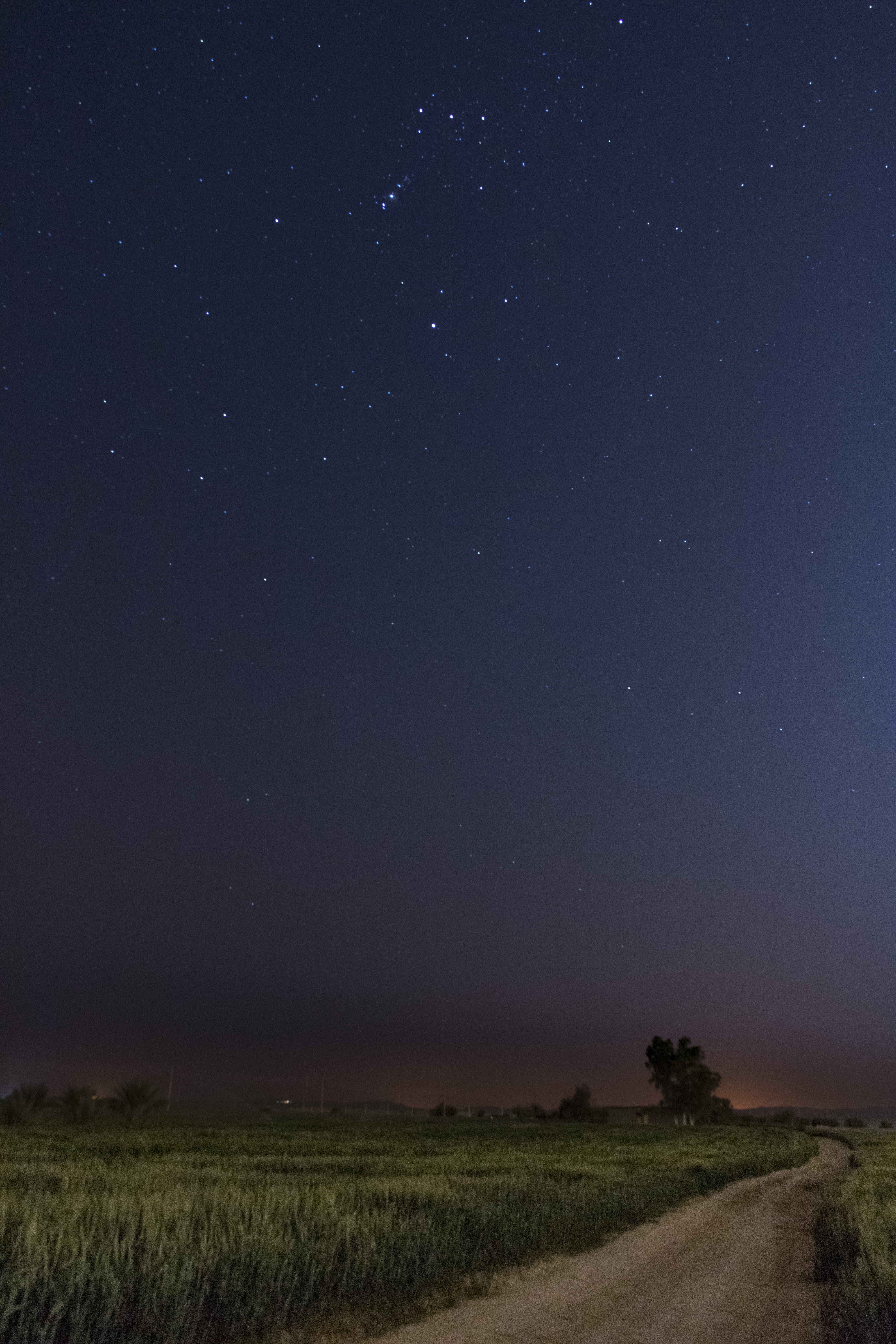 no people, tranquil scene, long expo, plant, night, astronomy, sky, nature, star field, star - space, idyllic, scenics - nature, stars, tranquility, night sky, Phone HD Wallpaper