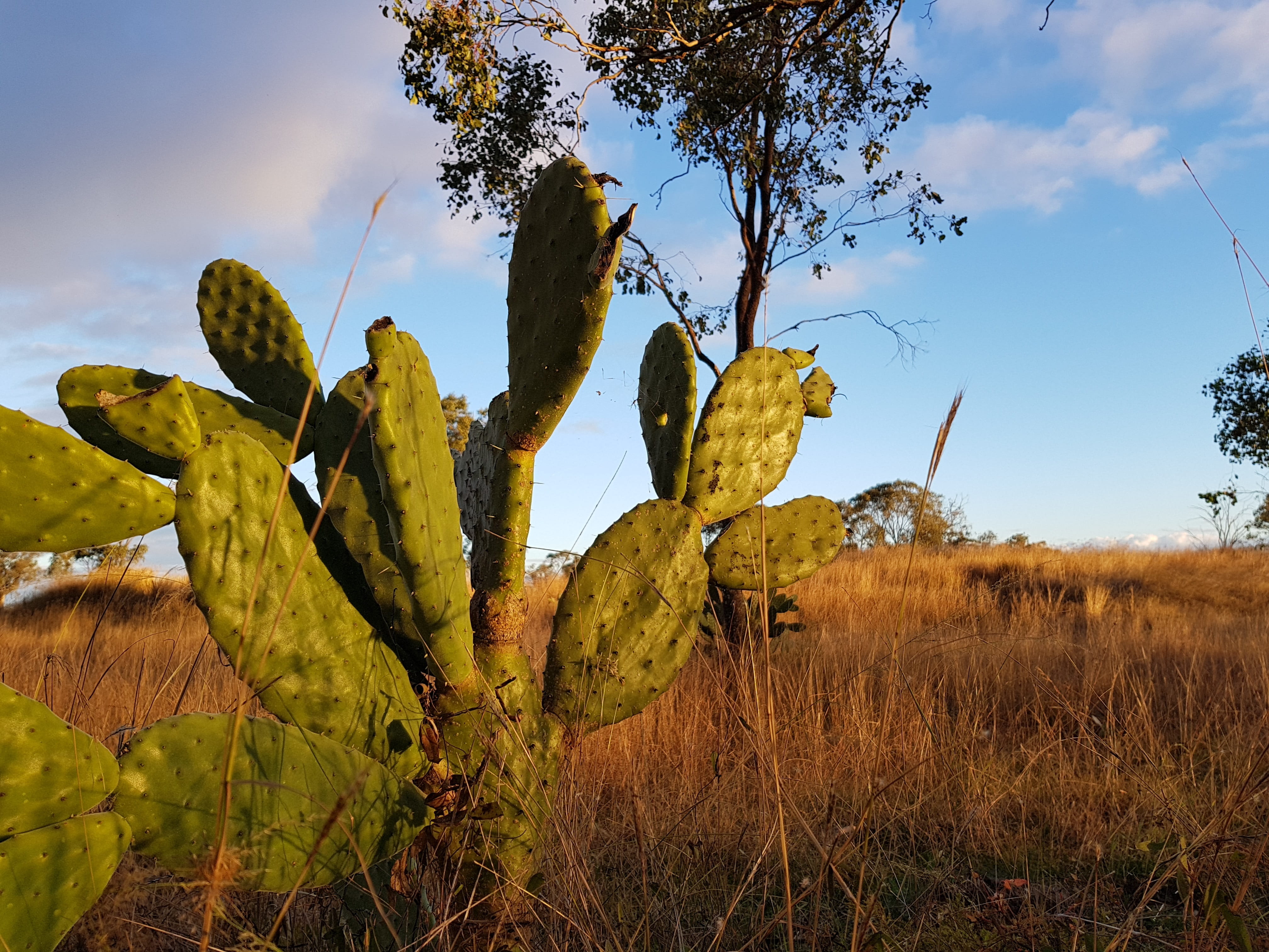 tree, non-urban scene, landscape, succulent plant, cloud - sky, australia, spirituality, tranquility, field, practice, plant, environment, sky, nature, HD Wallpaper