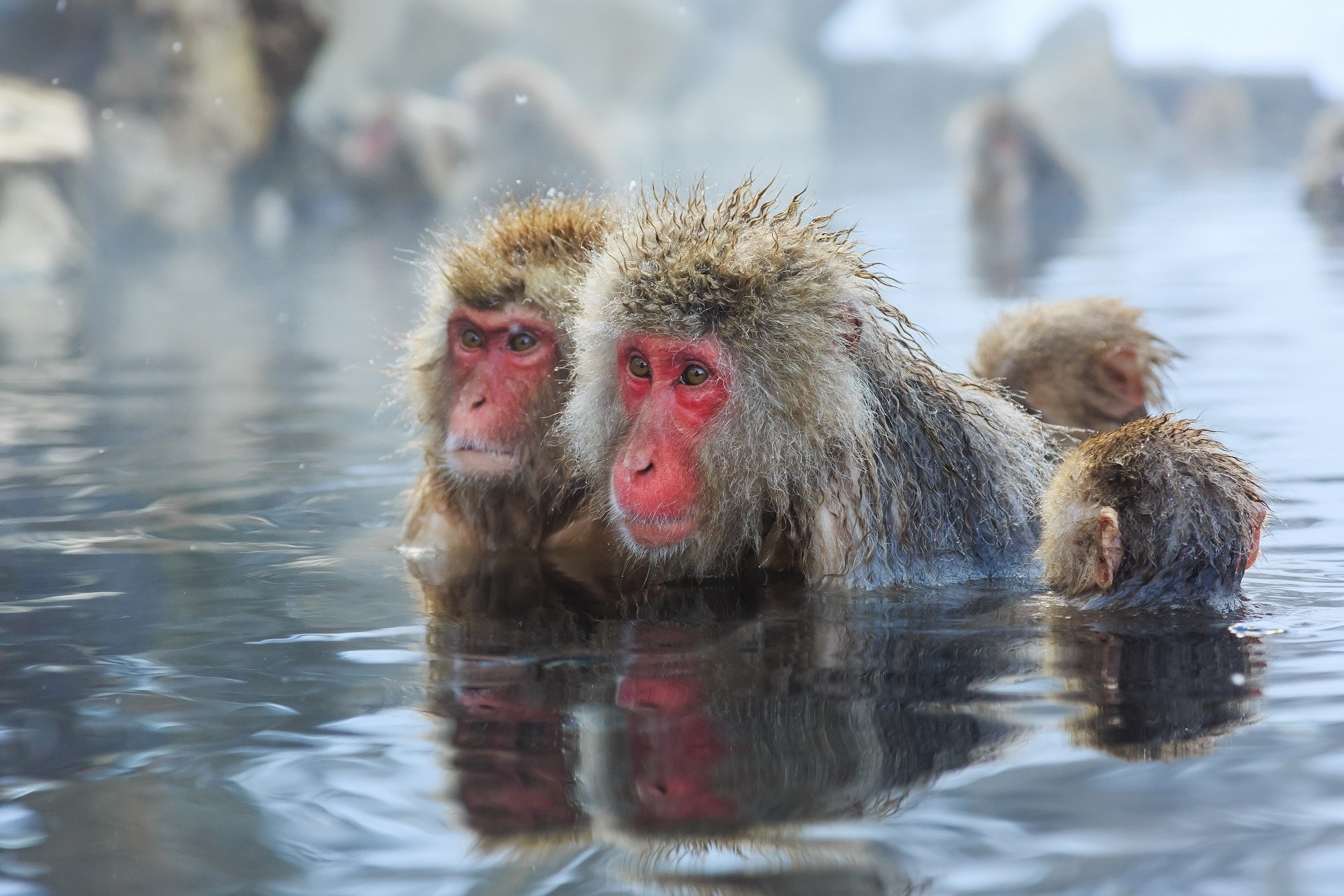 Japanese Macaque, 1080P, Monkeys, HD Wallpaper