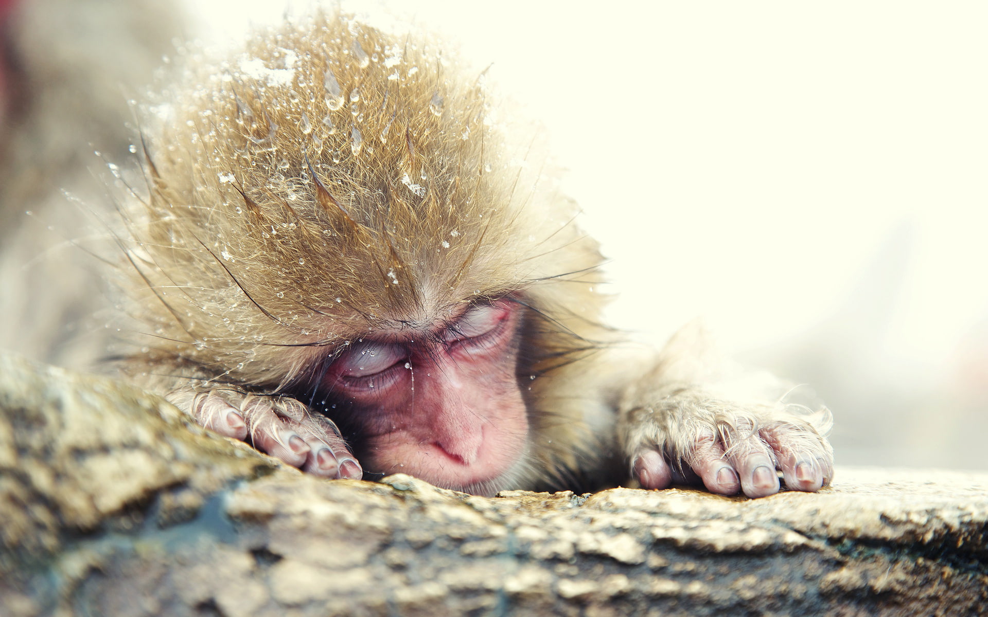 snow, monkey, 1080P, japanese, winter, macaque, HD Wallpaper