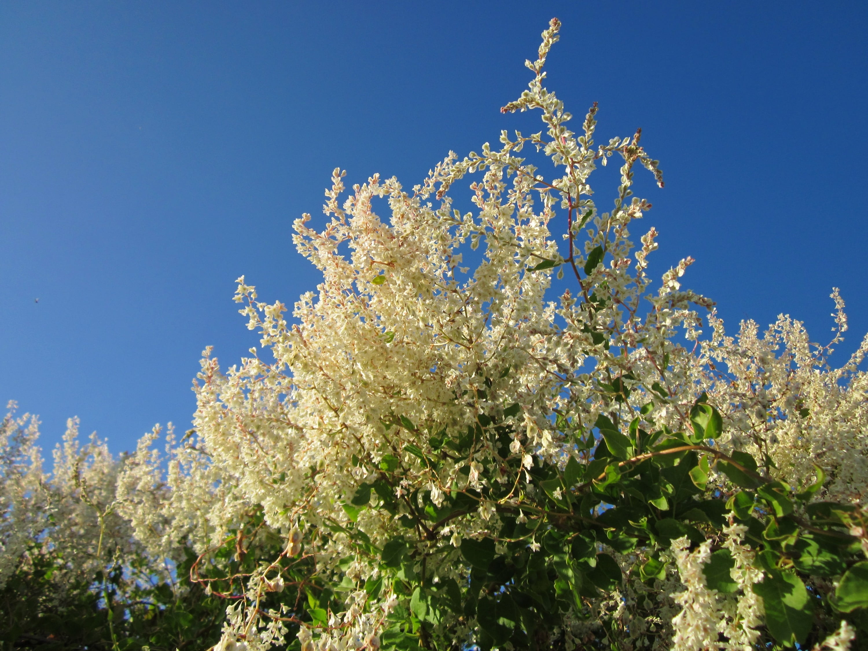 mile-a-minute, cherry blossom, no people, growth, botany, sky, low angle view, blossom, day, 2K, russian vine, freshness, tree, blue, flora, cherry tree, HD Wallpaper