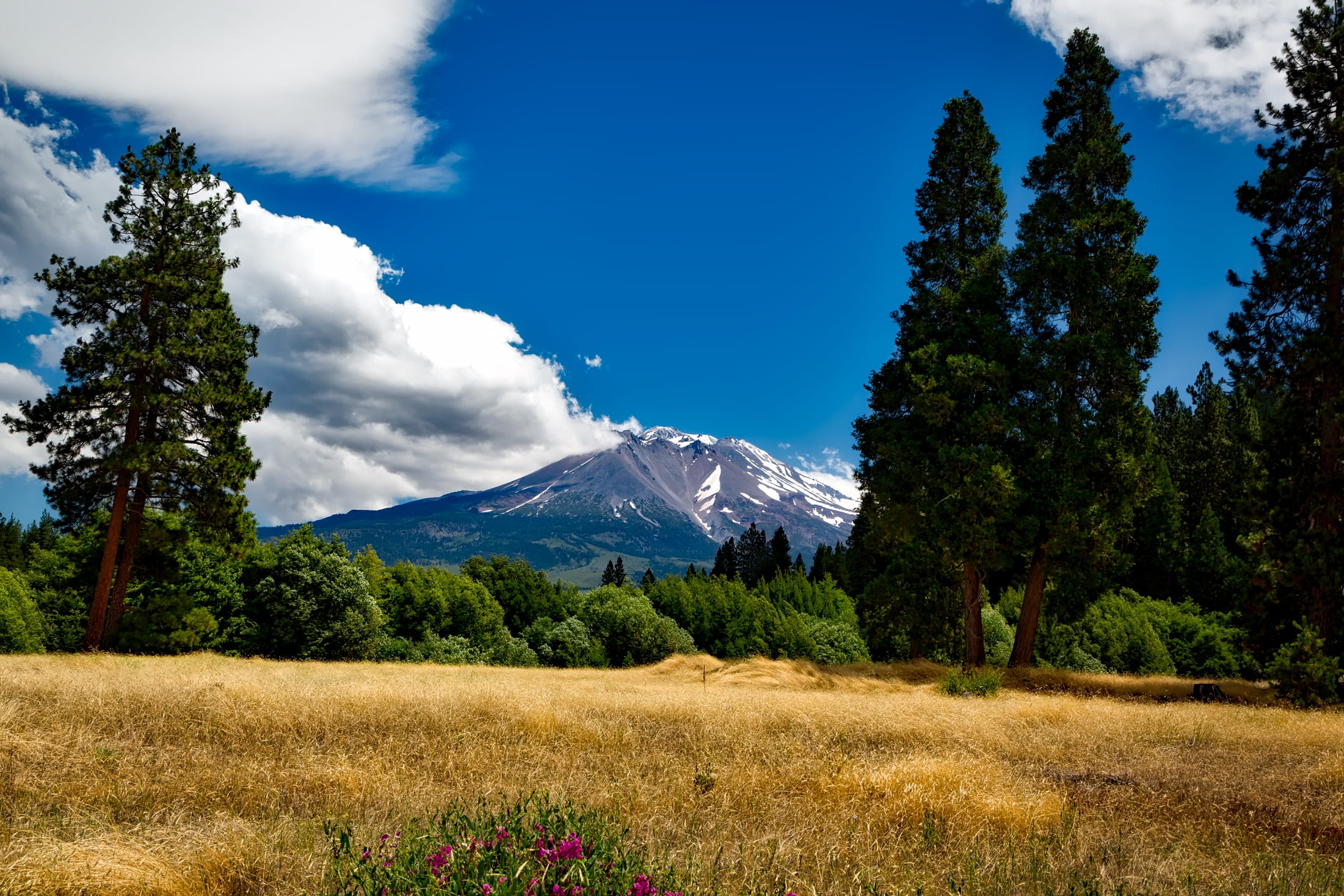 idyllic, plant, snowcapped mountain, environment, cloud - sky, wildflower, land, meadow, sky, mount shasta, tree, beauty in nature, blue, tranquility, volcano, HD Wallpaper