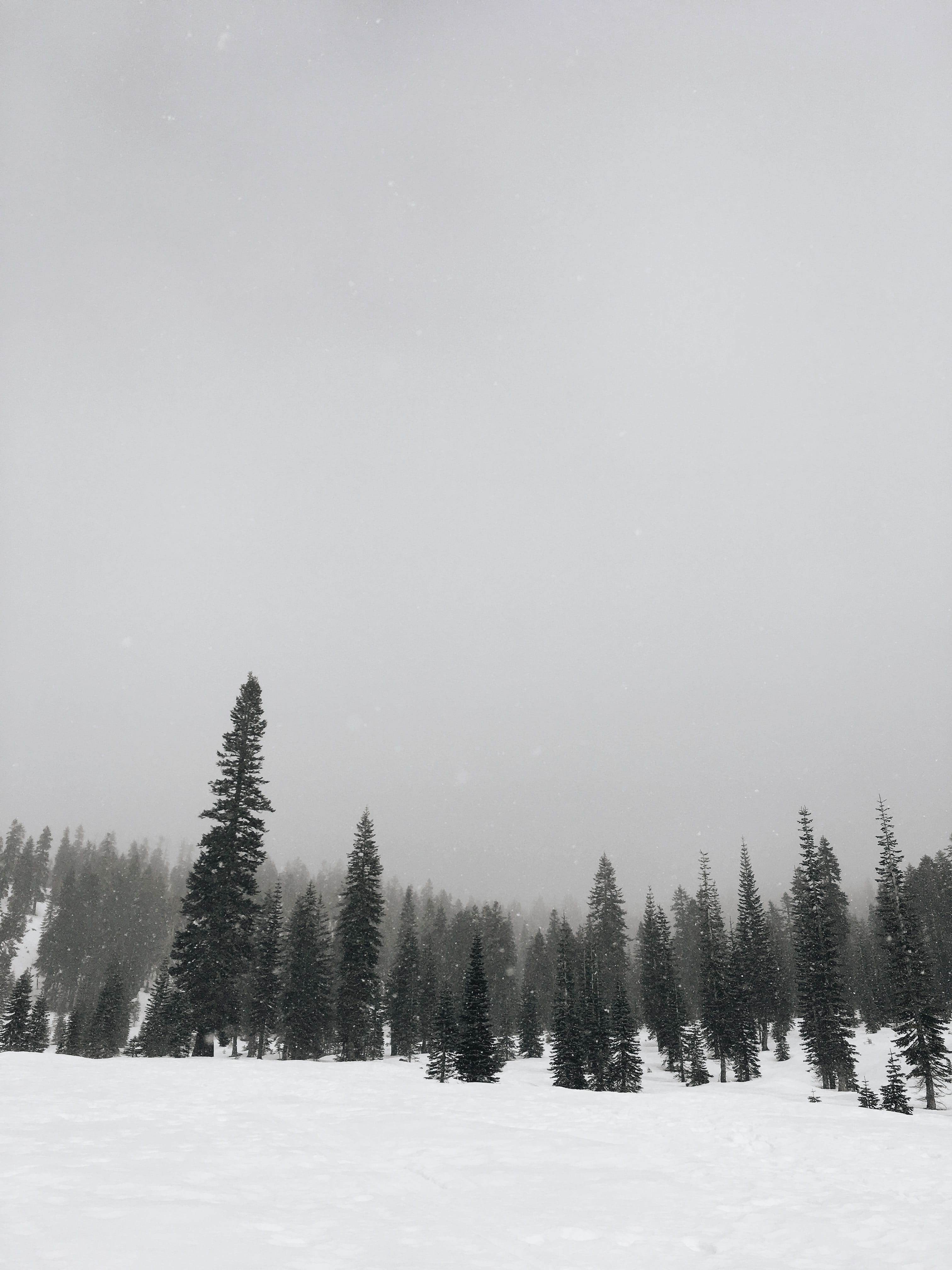 norcal, united states, tranquility, tranquil scene, tree, mount shasta, beauty in nature, forest, frozen, environment, nature, 4K, non-urban scene, pine tree, Phone HD Wallpaper