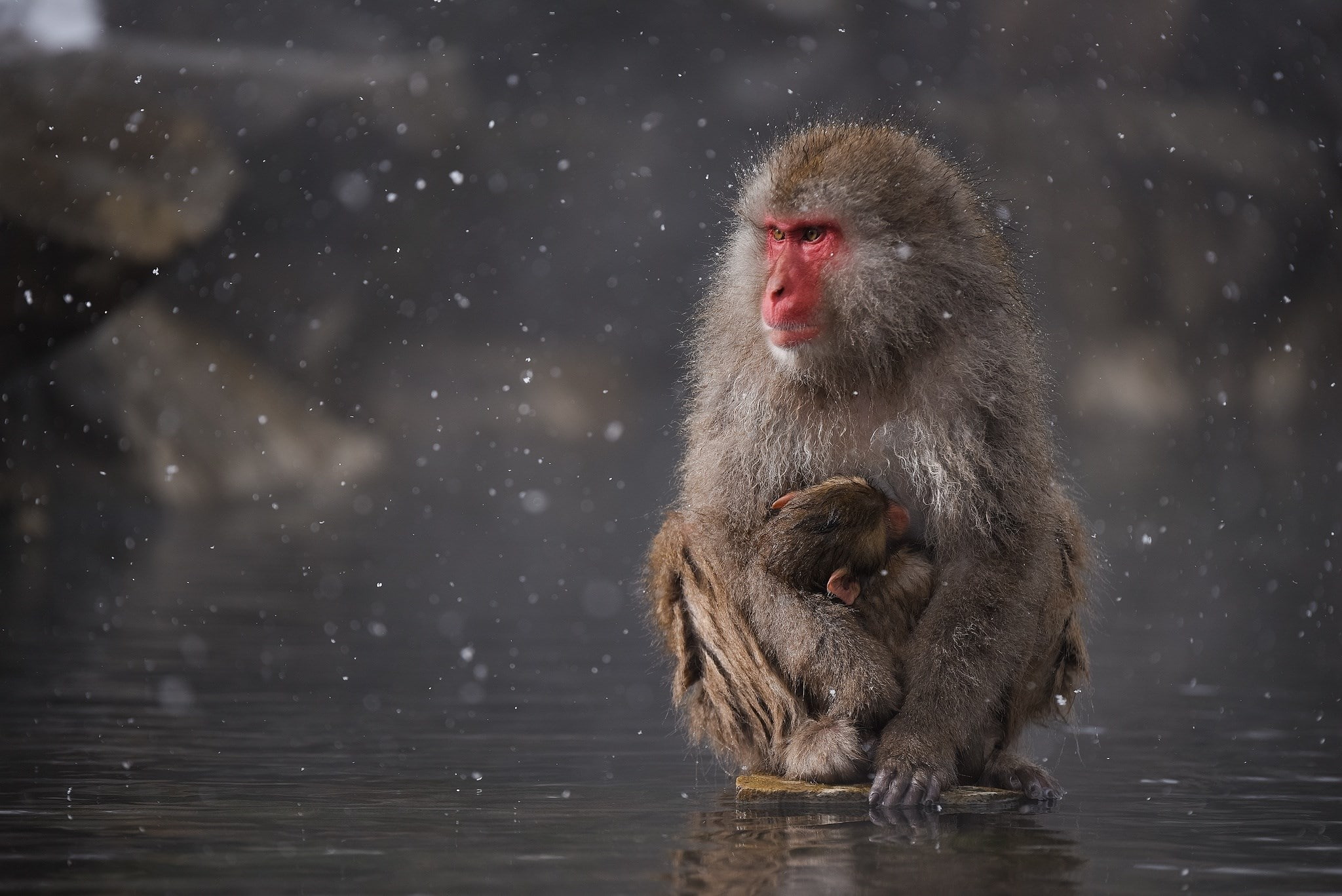 japanese macaque, vertebrate, 1080P, hot spring, mammal, animal wildlife, animal themes, cold temperature, no people, group of animals, nature, animal family, HD Wallpaper