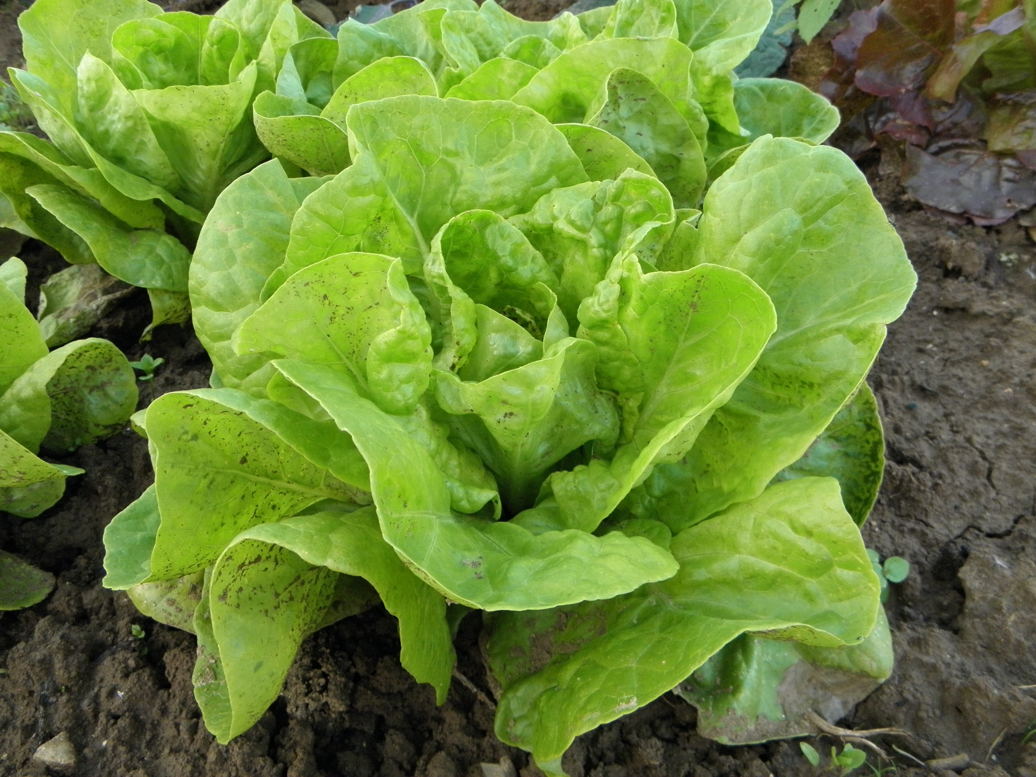 growth, eat, leaf, field, nature, lettuce, food and drink, close-up, leaf vegetable, wellbeing, day, outdoors, vitamins, 4K, high angle view, green, green color, HD Wallpaper