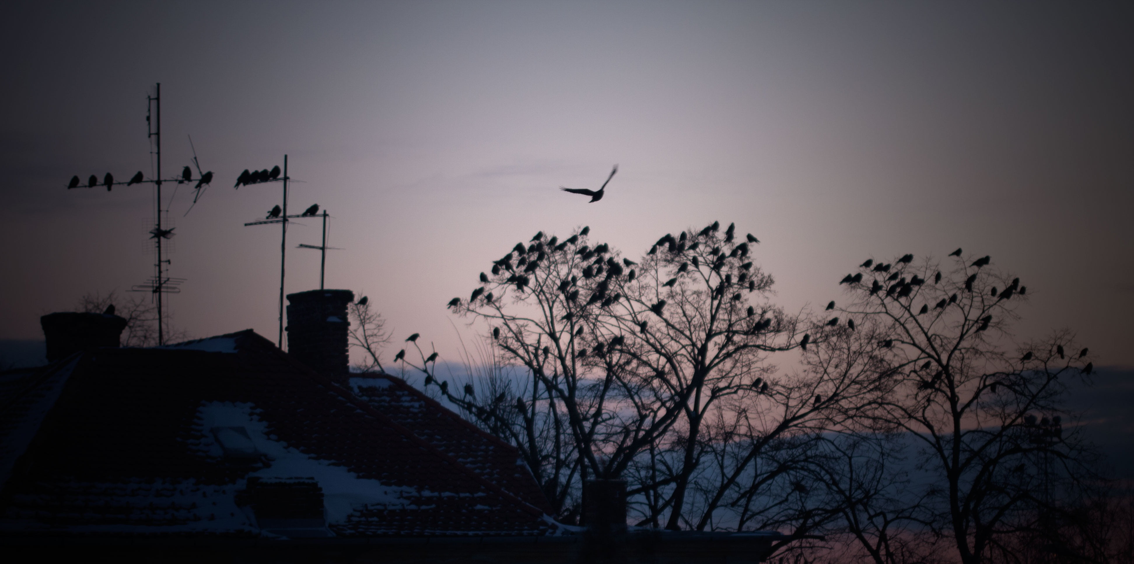 roof, outdoors, dark, house, flock of birds, flying, television, telecommunications, aerial, signal, animal wildlife, satellite, receiver, nature, 4K, HD Wallpaper