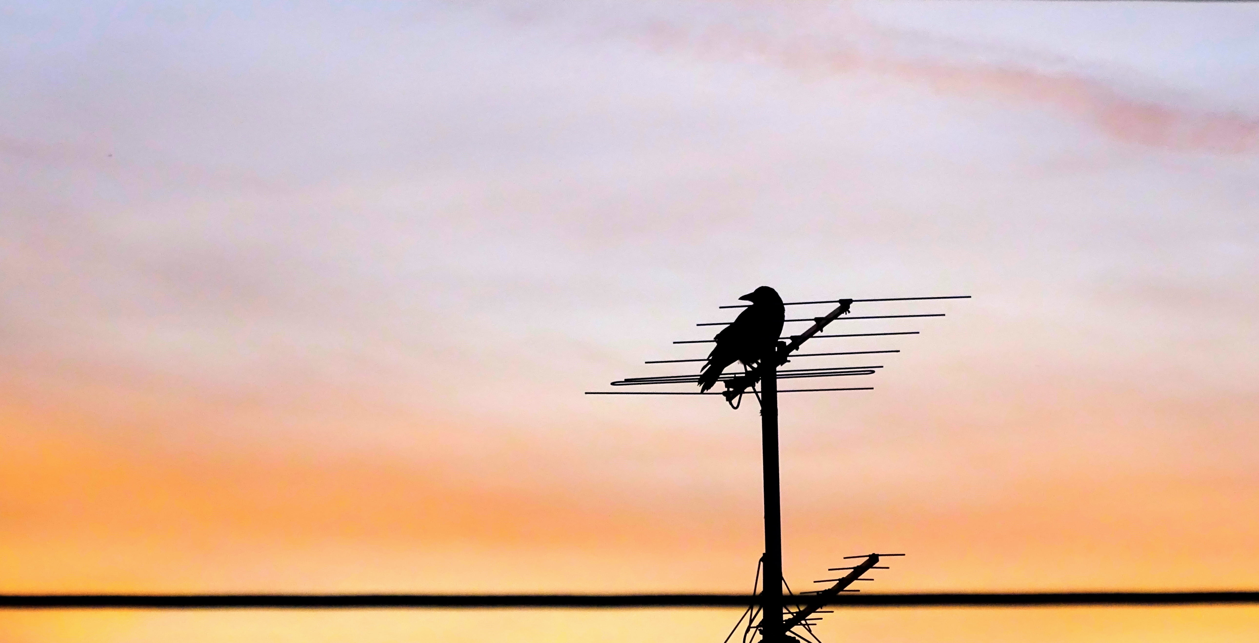 antenna - aerial, vertebrate, dawn, nature, water, sunset, wings, connection, no people, crow, silhouette, scenics - nature, cloud - sky, technology, communication, HD Wallpaper