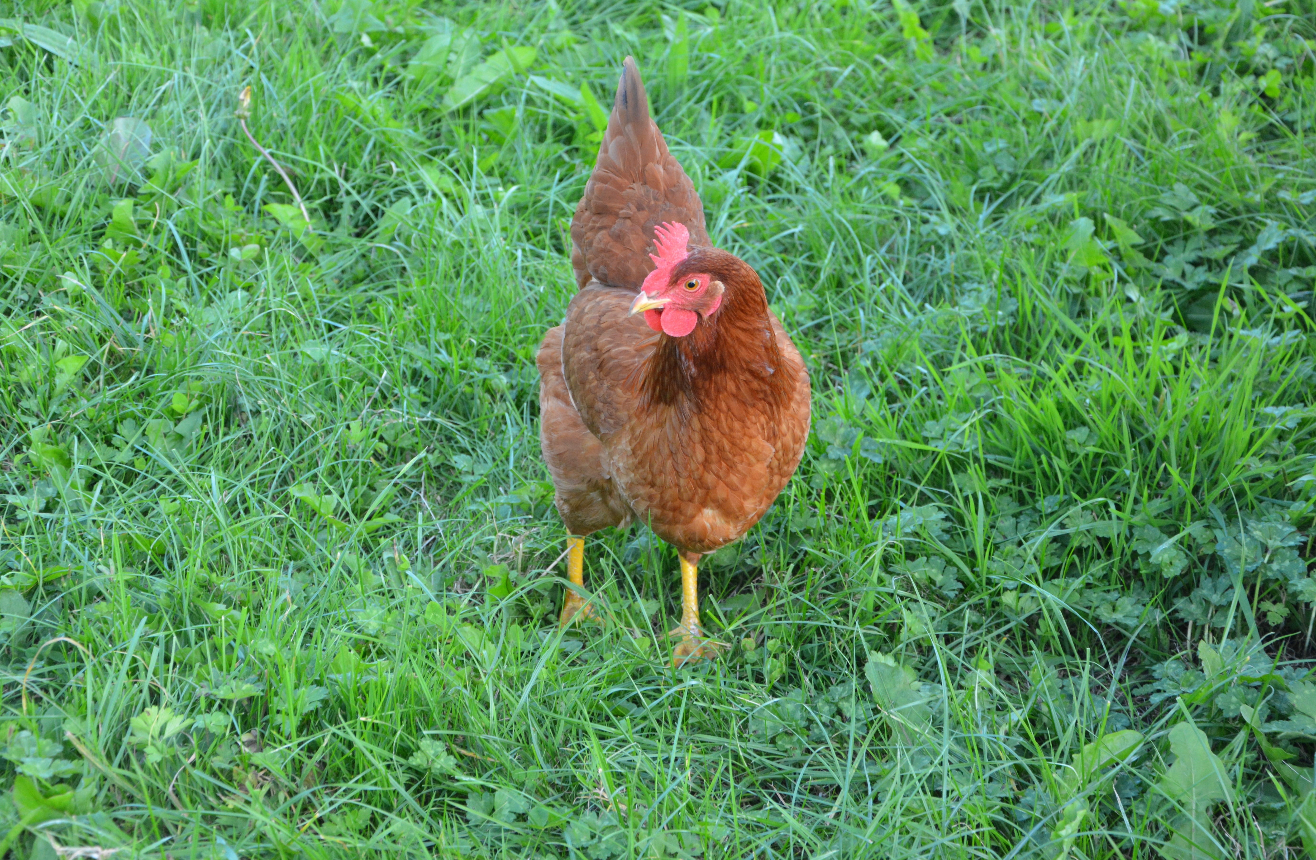 vertebrate, land, domestic animal, nature, plant, outdoors, animal themes, mammal, animal, 5K, no people, chicken, grass, bird, domestic, laying hens, HD Wallpaper