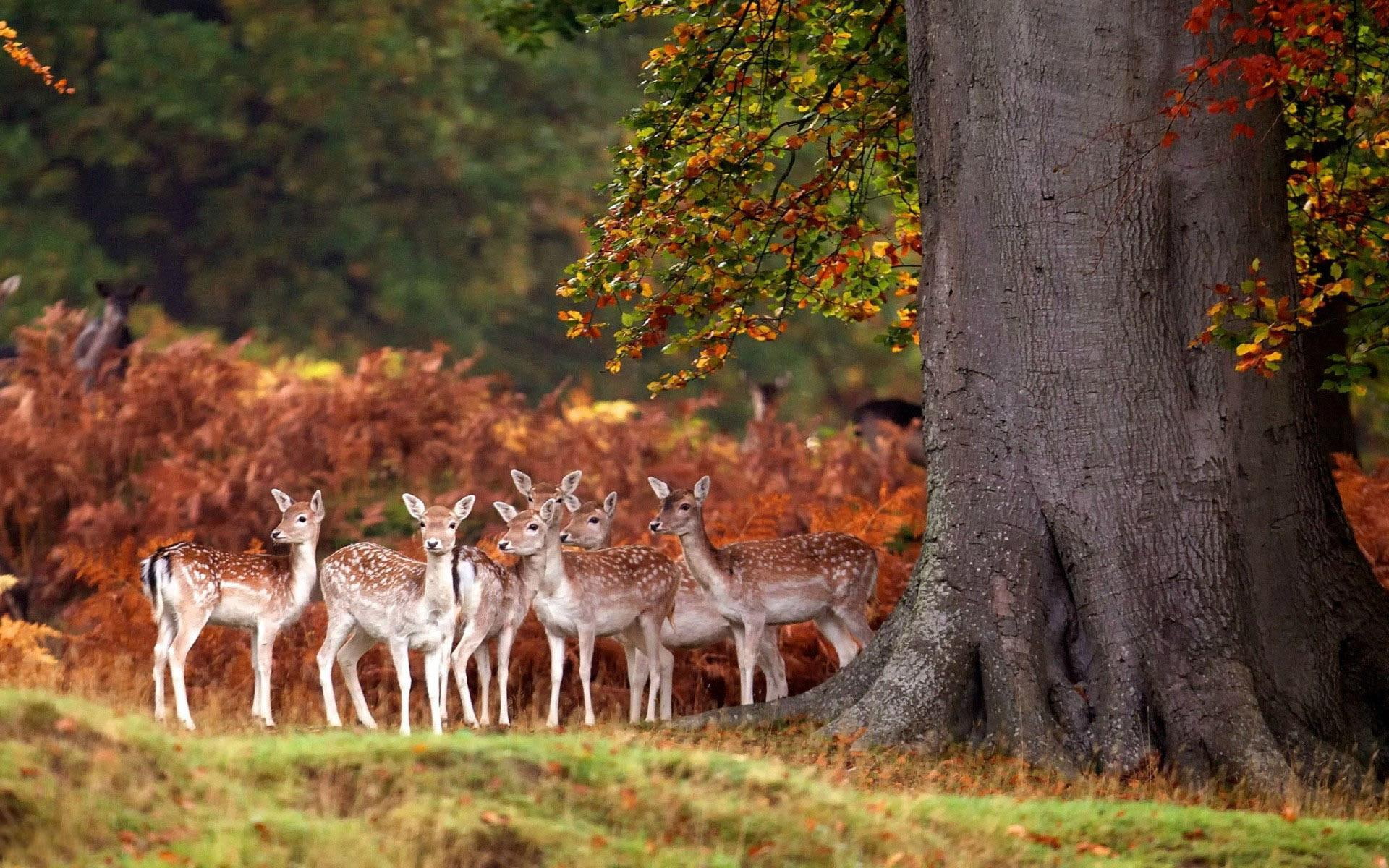 herd, 1920x1200, deer, deers, animals, 1080P, forest, reindeers, HD Wallpaper