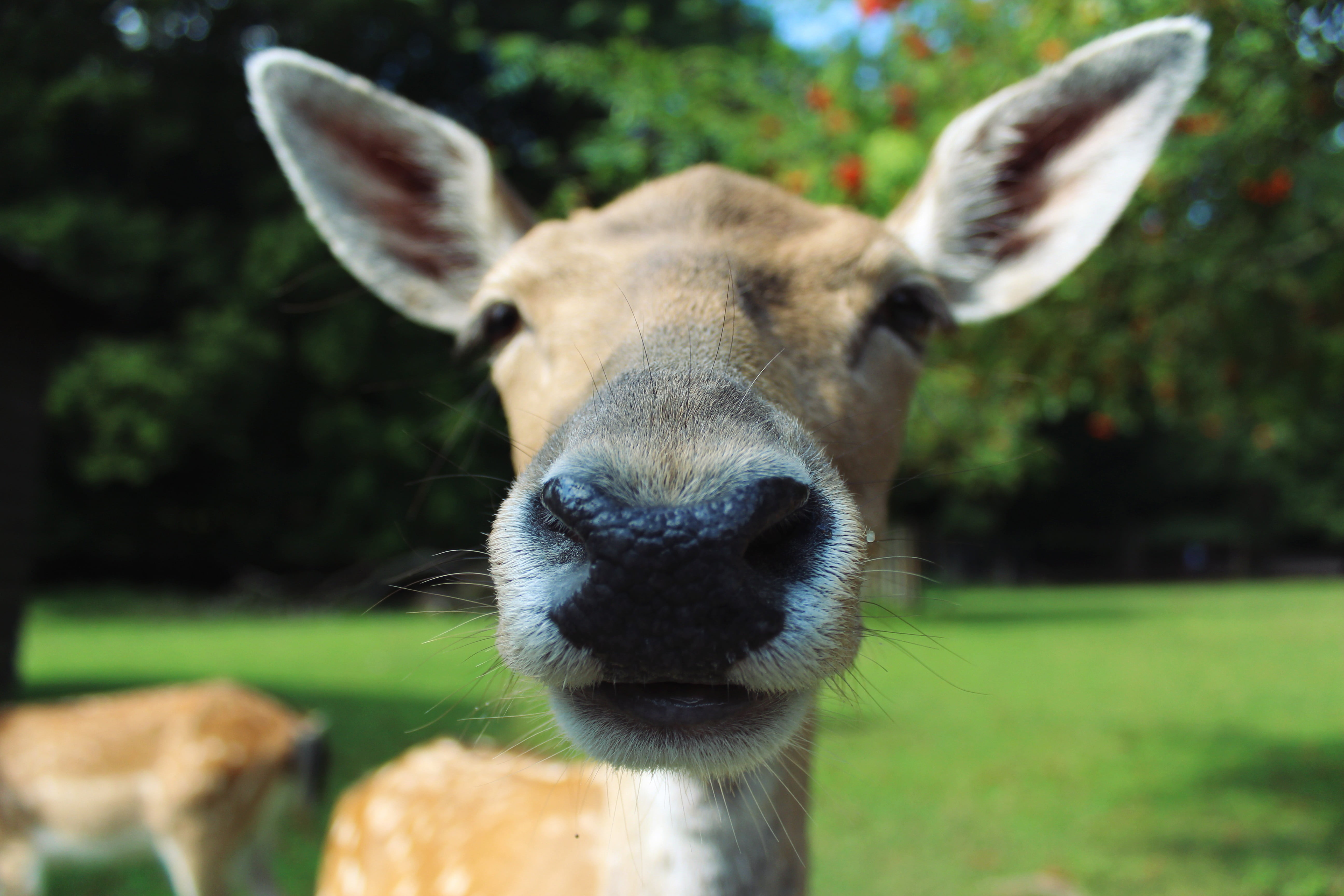 one animal, nature, animal wildlife, animal ear, herbivorous, day, close-up, vertebrate, animal nose, 5K, cat, animal mouth, portrait, animals, mammal, HD Wallpaper
