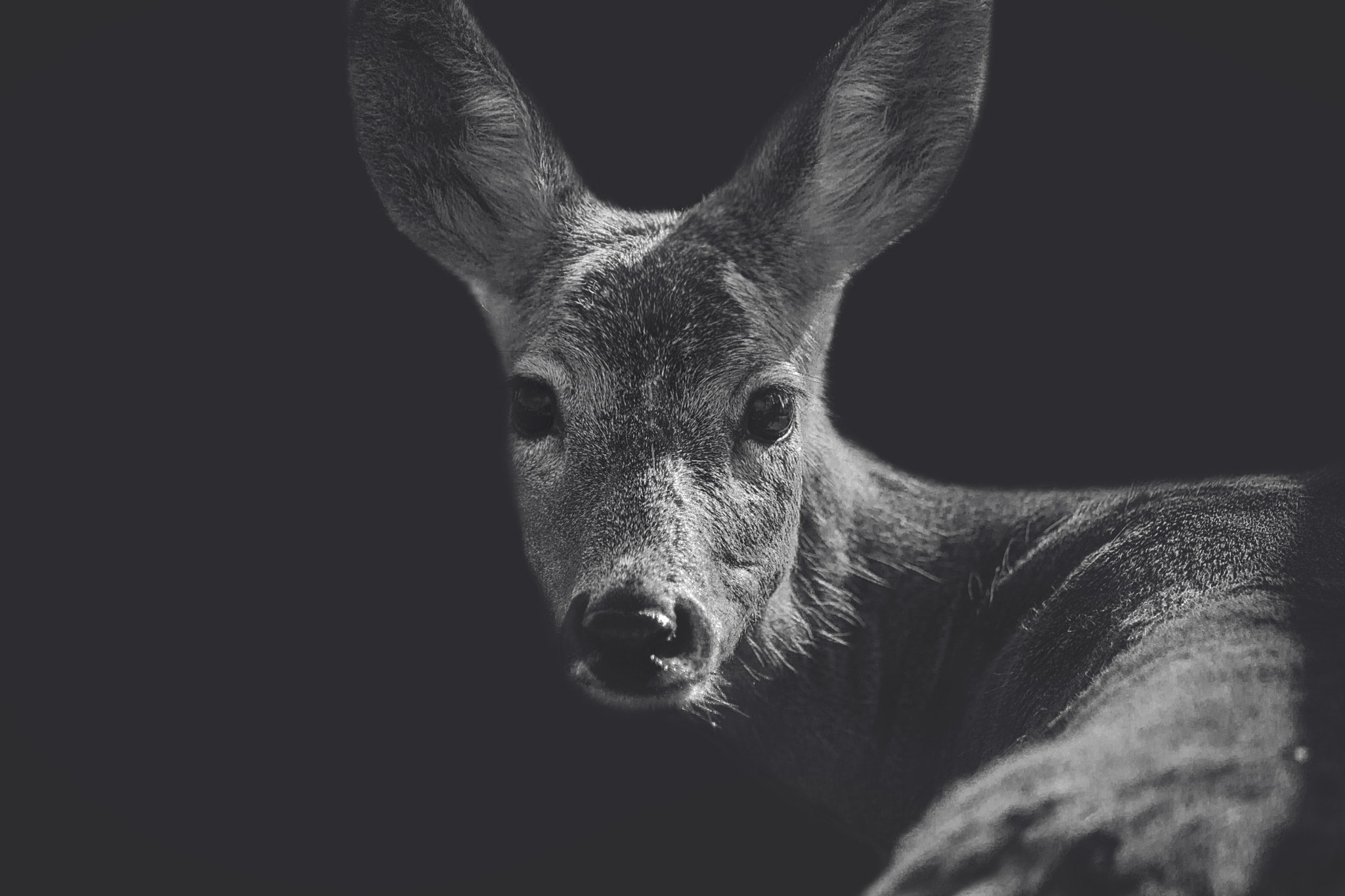 deer, animals, 1080P, monochrome, closeup, HD Wallpaper