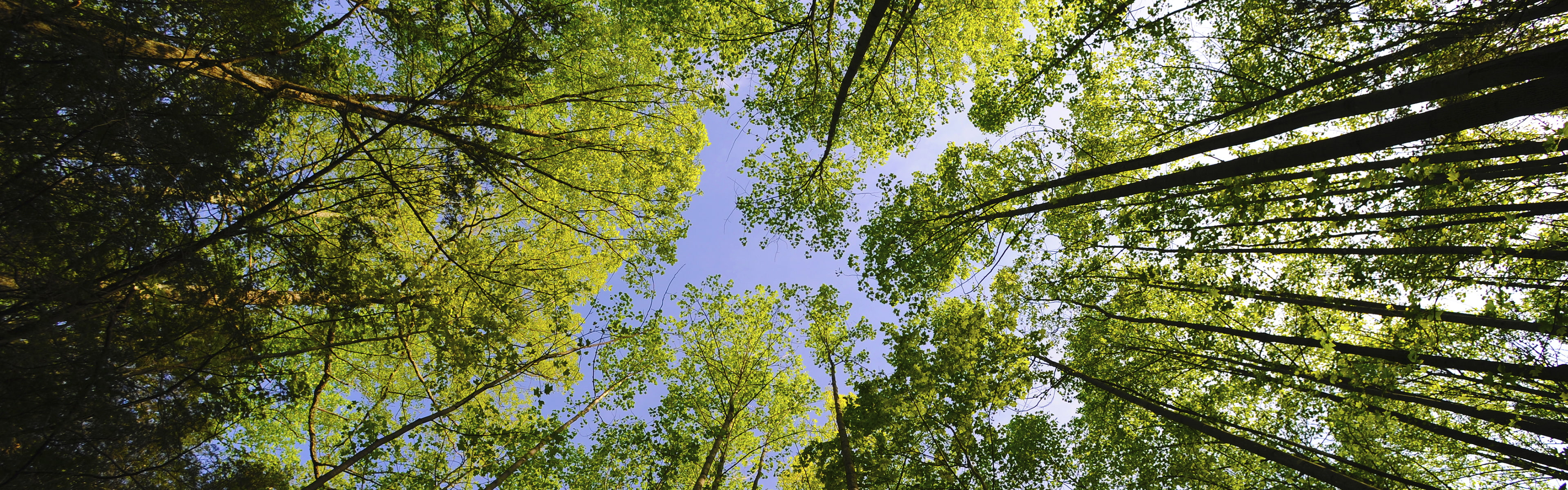 4K, tall - high, nikond700, land, low angle view, michauxstateforest, forests, bamboo - plant, branch, pennsylvania, green color, tree canopy, treetops, HD Wallpaper