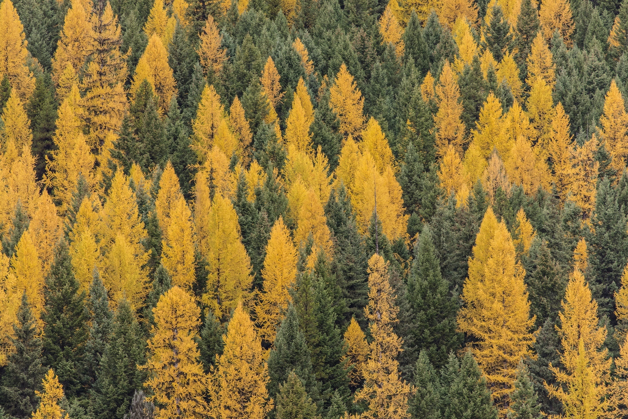 beauty in nature, fall, usa, green, coniferous tree, full frame, no people, photography, outdoors, tree, bowman lake, land, tranquility, growth, deciduous, HD Wallpaper