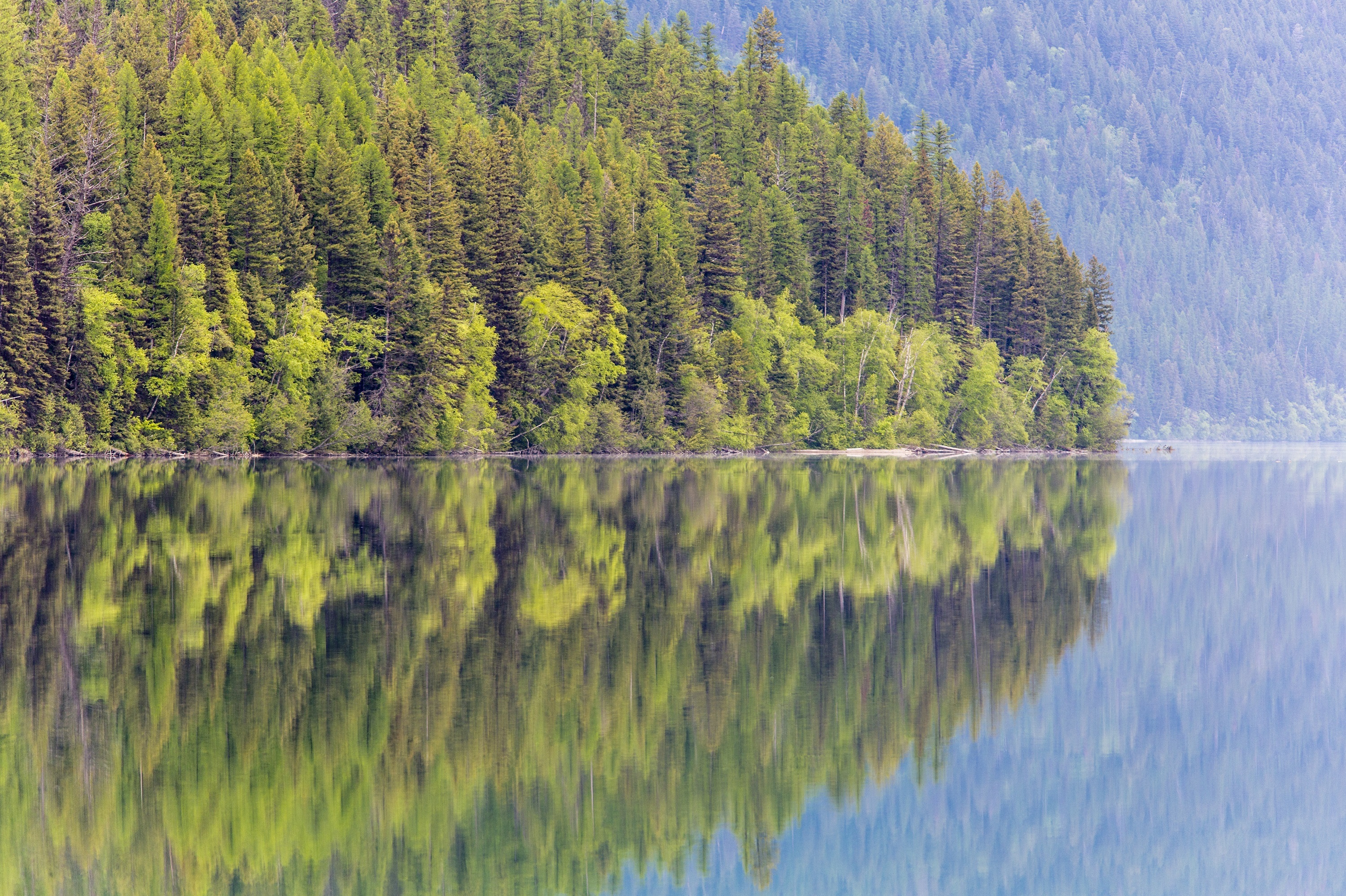 bowman lake, glacier national park, no people, montana, green color, landscape, scenic, trees, tranquil scene, recreation, wilderness, tree, pine woodland, HD Wallpaper