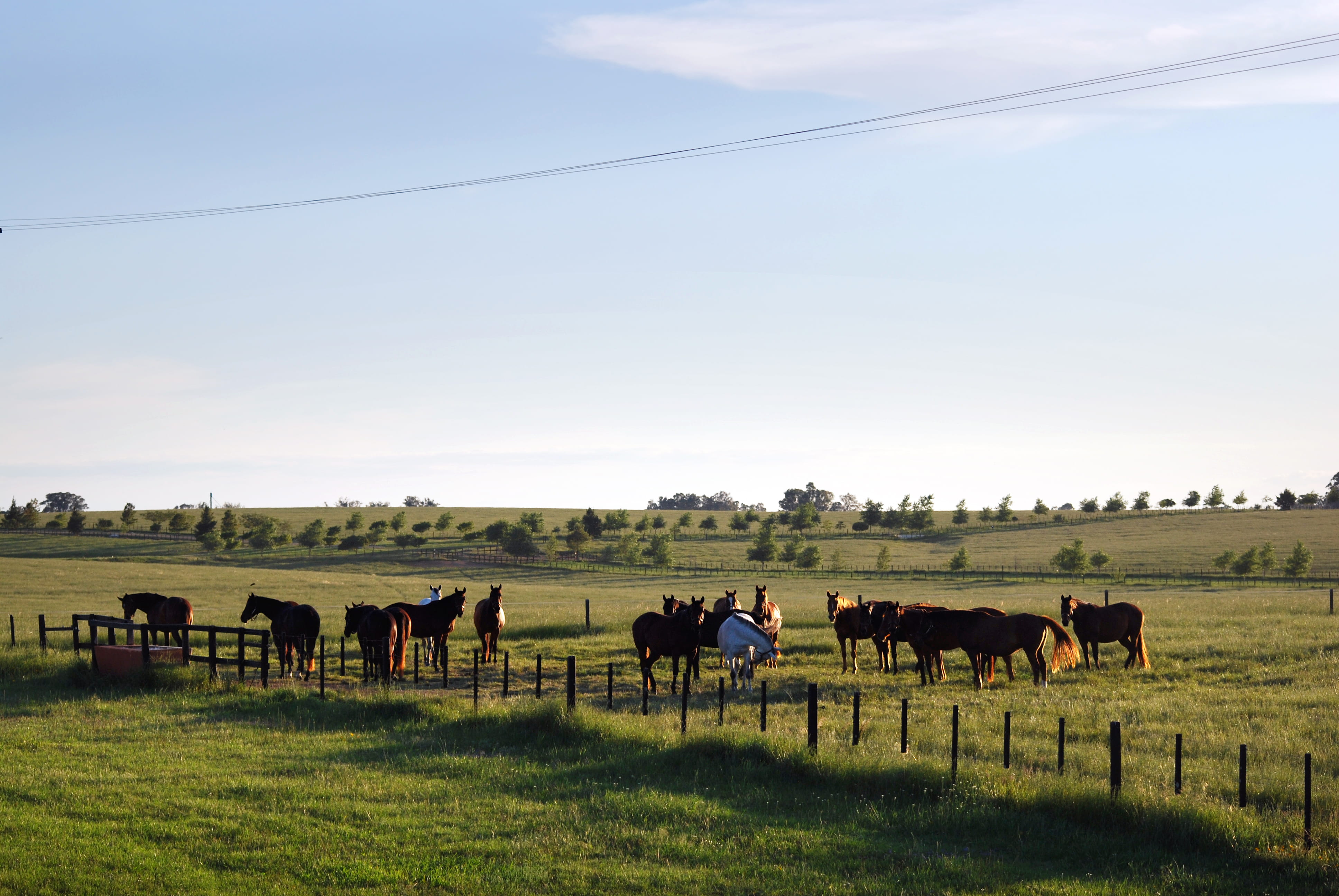 vertebrate, no people, pampa, nature, horses, herbivorous, grass, 4K, herd, livestock, environment, pets, sky, horse farm, plant, brazil, land, animal, HD Wallpaper