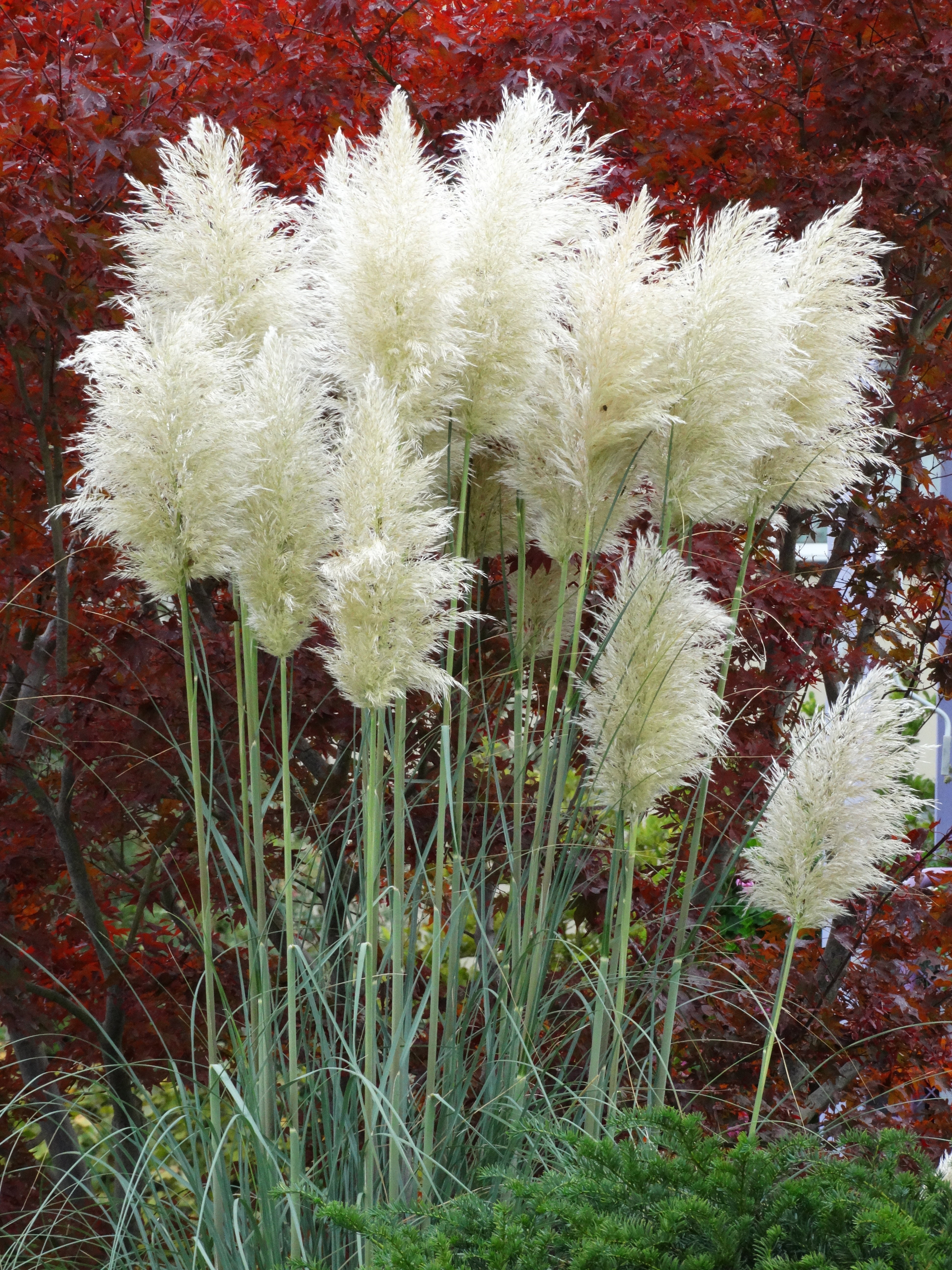 flower head, red, plant, day, freshness, white color, airy, pampas grass, flower, tranquility, fluffy, grass, fragility, flowering plant, vulnerability, Phone HD Wallpaper