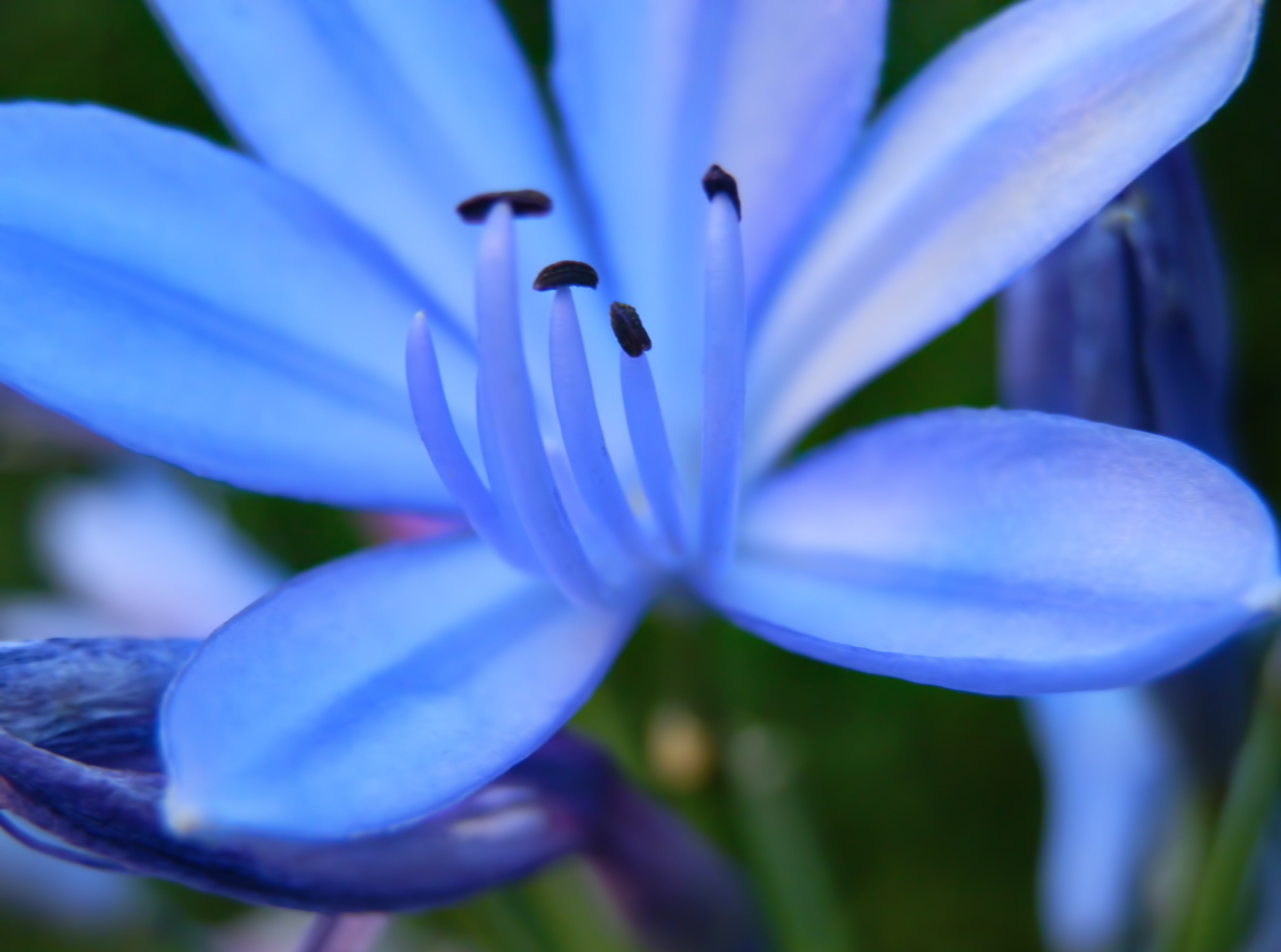 flower head, growth, springtime, santa rosa, flowering plant, flower, freshness, beauty in nature, no people, stamen, la pampa, flor, vulnerability, macro, HD Wallpaper