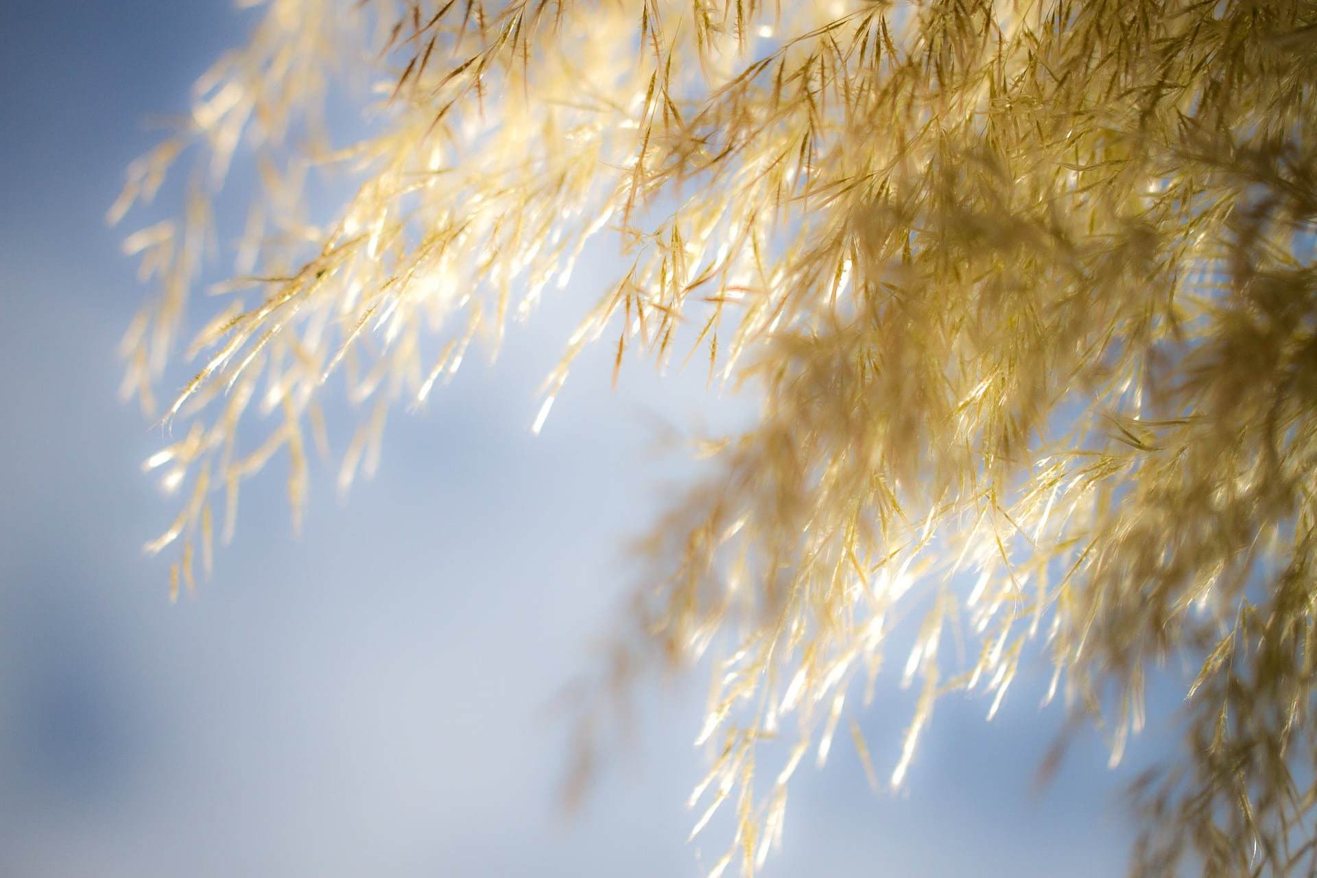 blur, yellow, plant, gold, gold colored, macro, outdoors, winter, tree, tranquility, brown, focus on foreground, beauty in nature, growth, sunlight, no people, HD Wallpaper