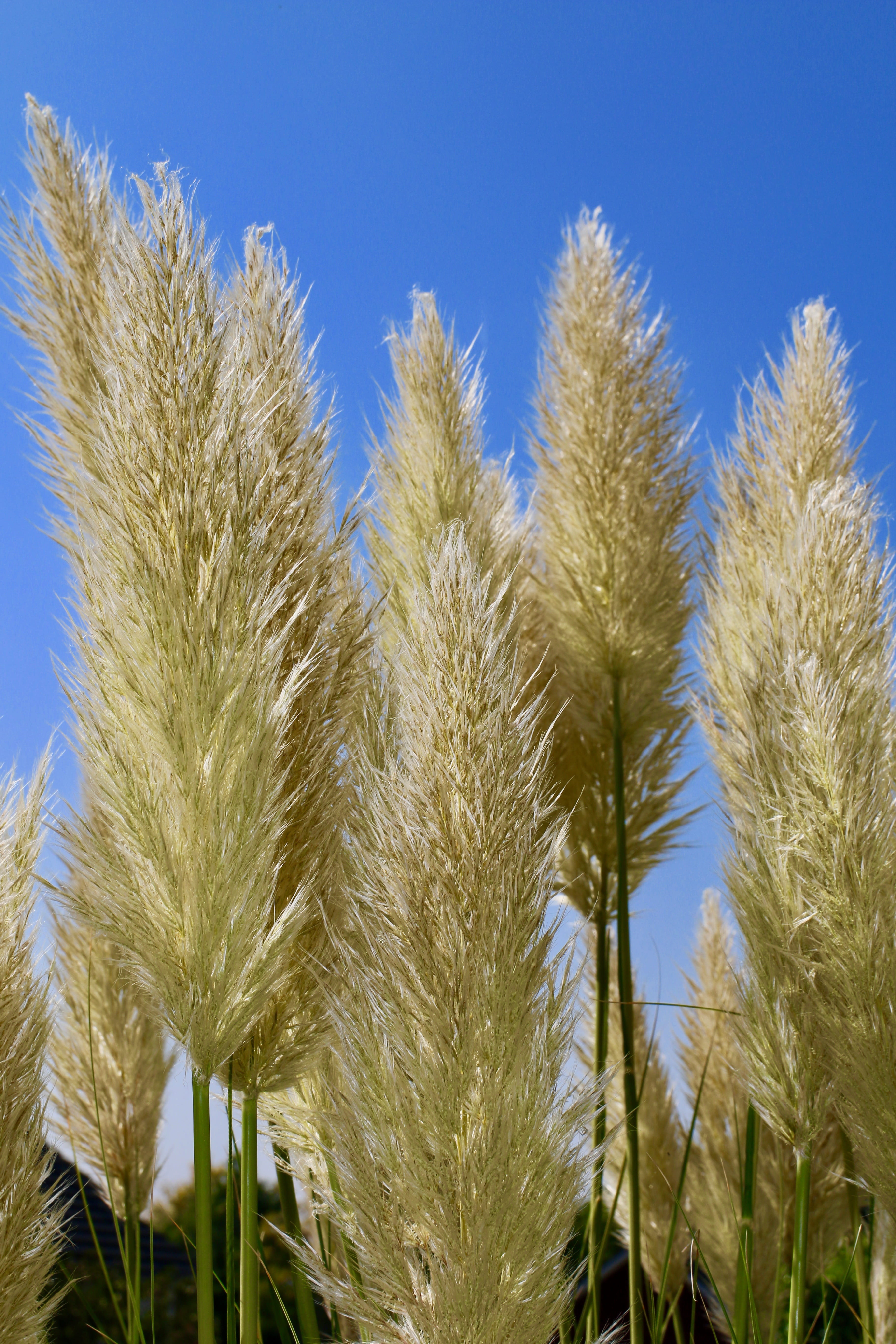 land, farm, low angle view, nature, 5K, crop, growth, pampas grass, plant, landscape, sky, blue, outdoors, close-up, cereal plant, no people, clear sky, Phone HD Wallpaper