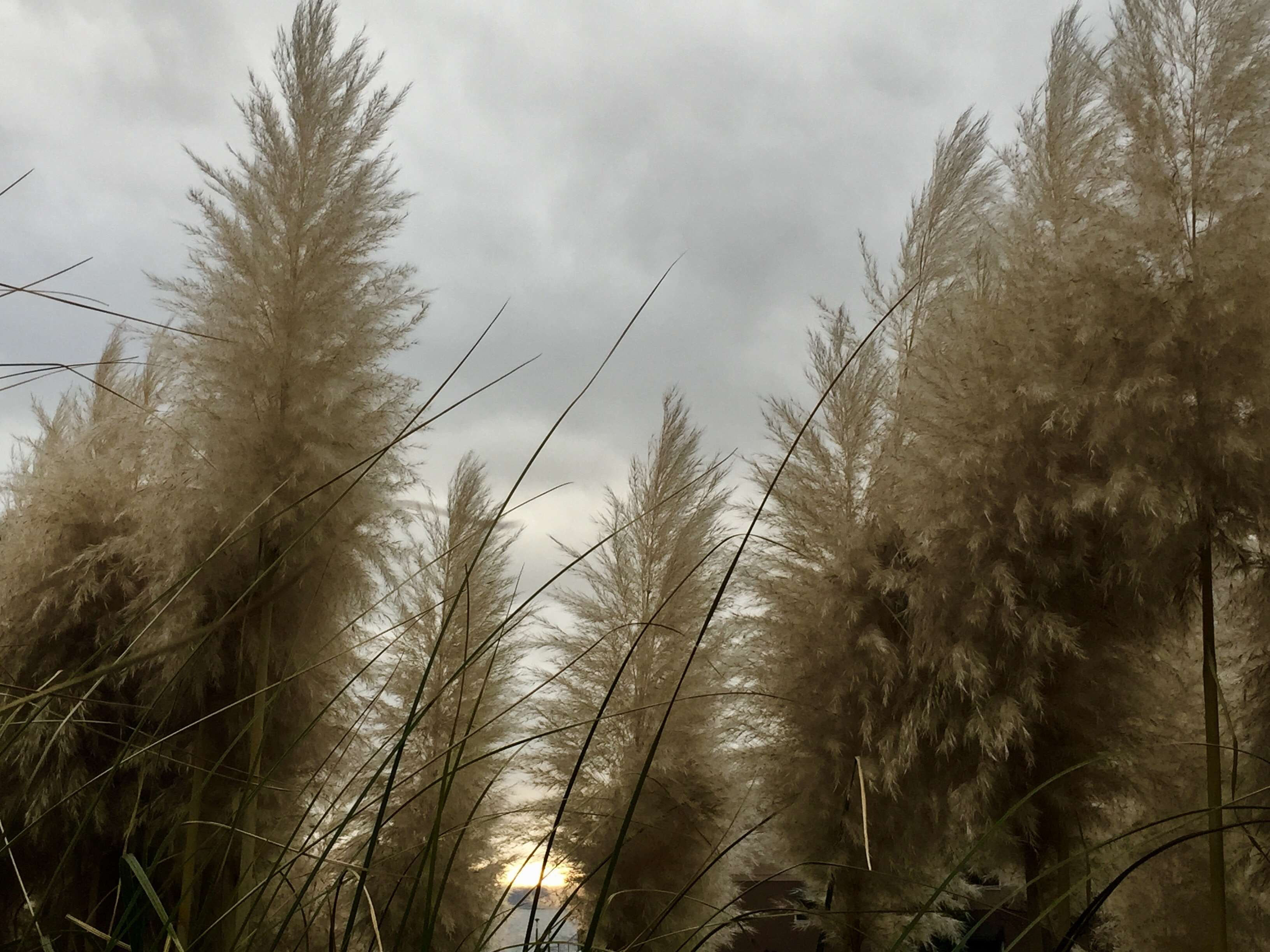 no people, stalk, tranquil scene, outdoors, non-urban scene, land, plant, tranquility, branch, close-up, 2K, growth, day, environment, wind, white fluffy pampas grass, HD Wallpaper