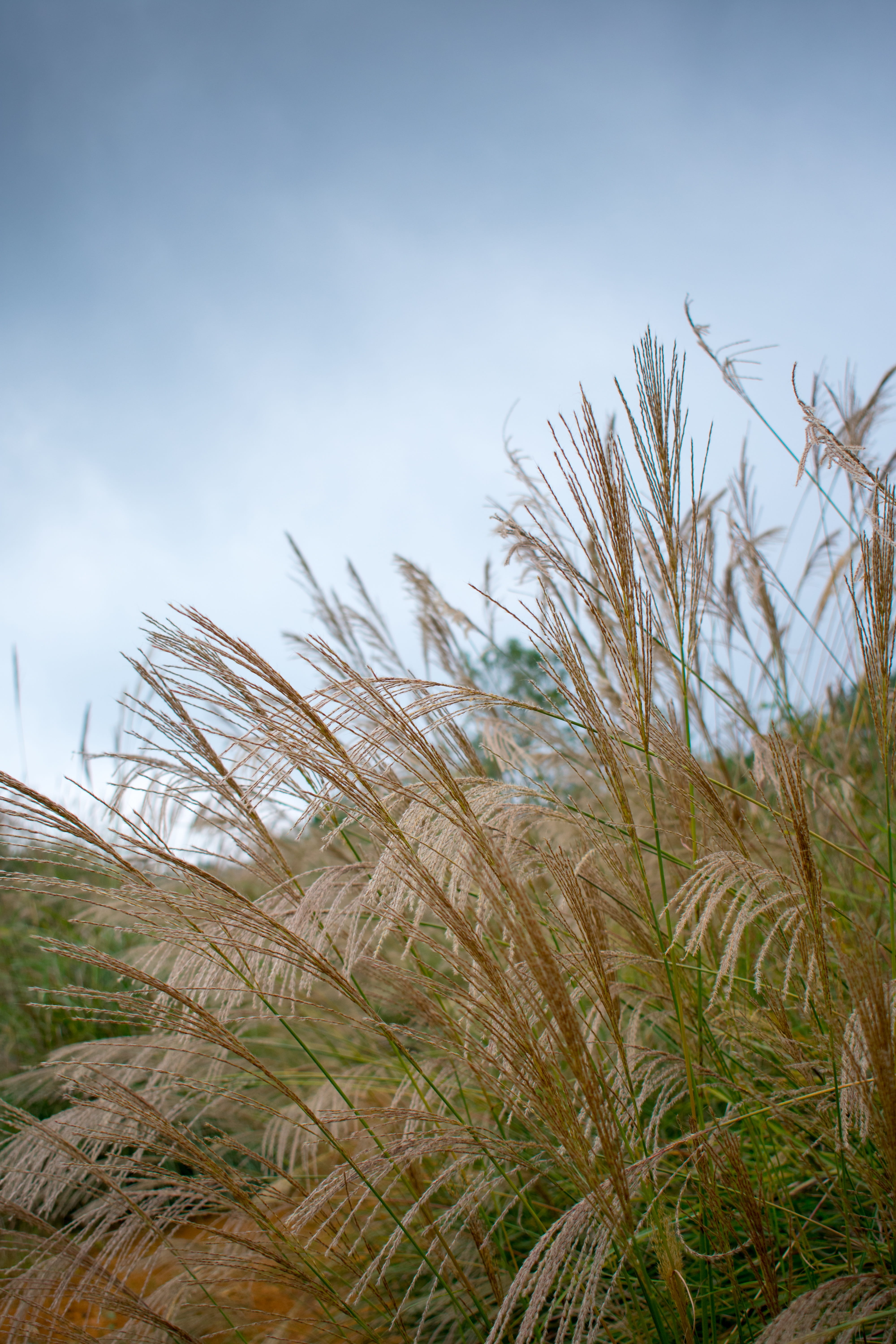 green color, no people, scenics - nature, timothy grass, pampas grass from, plant, tranquil scene, land, non-urban scene, environment, focus on foreground, Phone HD Wallpaper