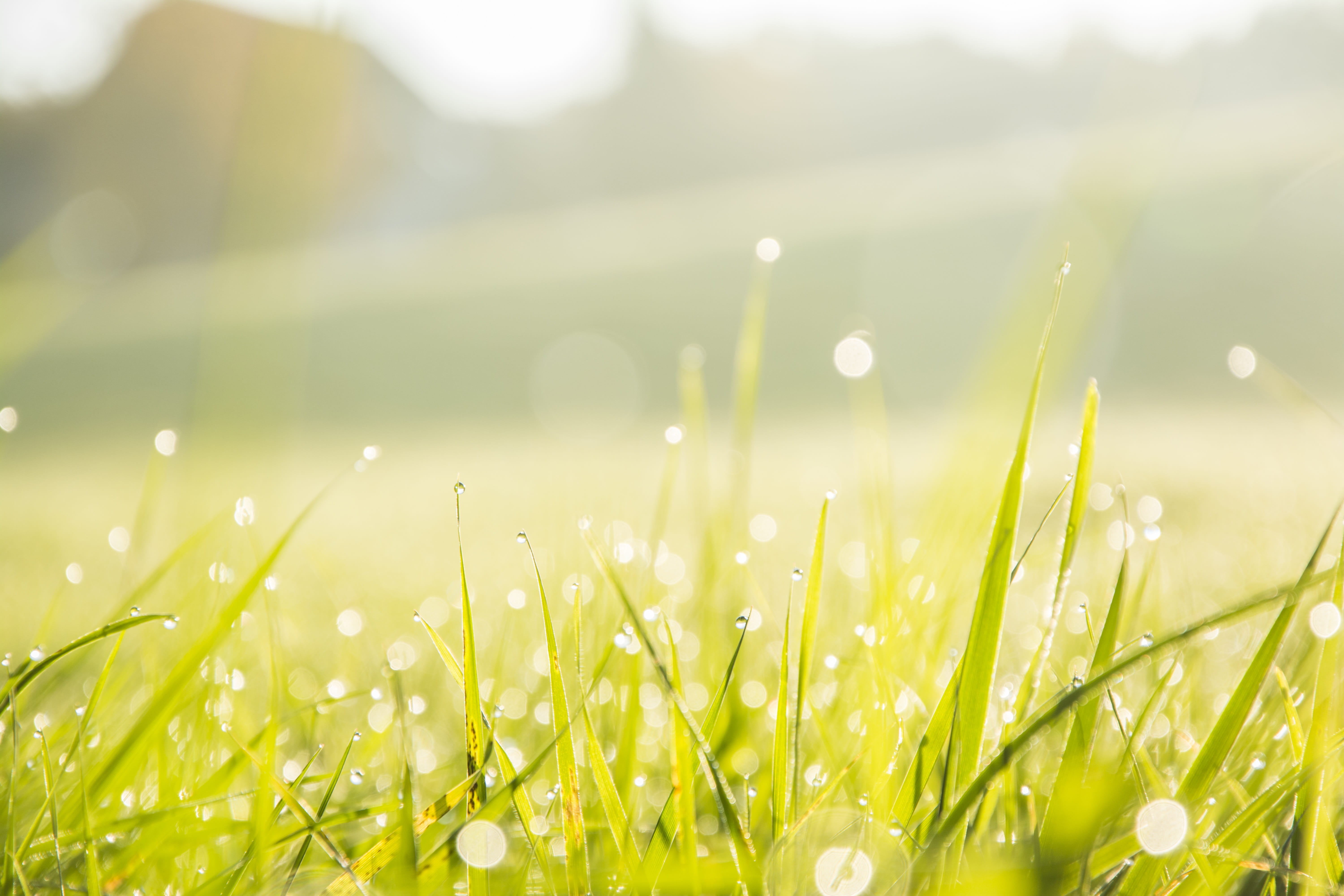 fragility, wet, macro, close-up, environment, dew, drop, meadow, plant, water, bright, field, rain, selective, blade of grass, outdoors, grass, beauty in nature, HD Wallpaper