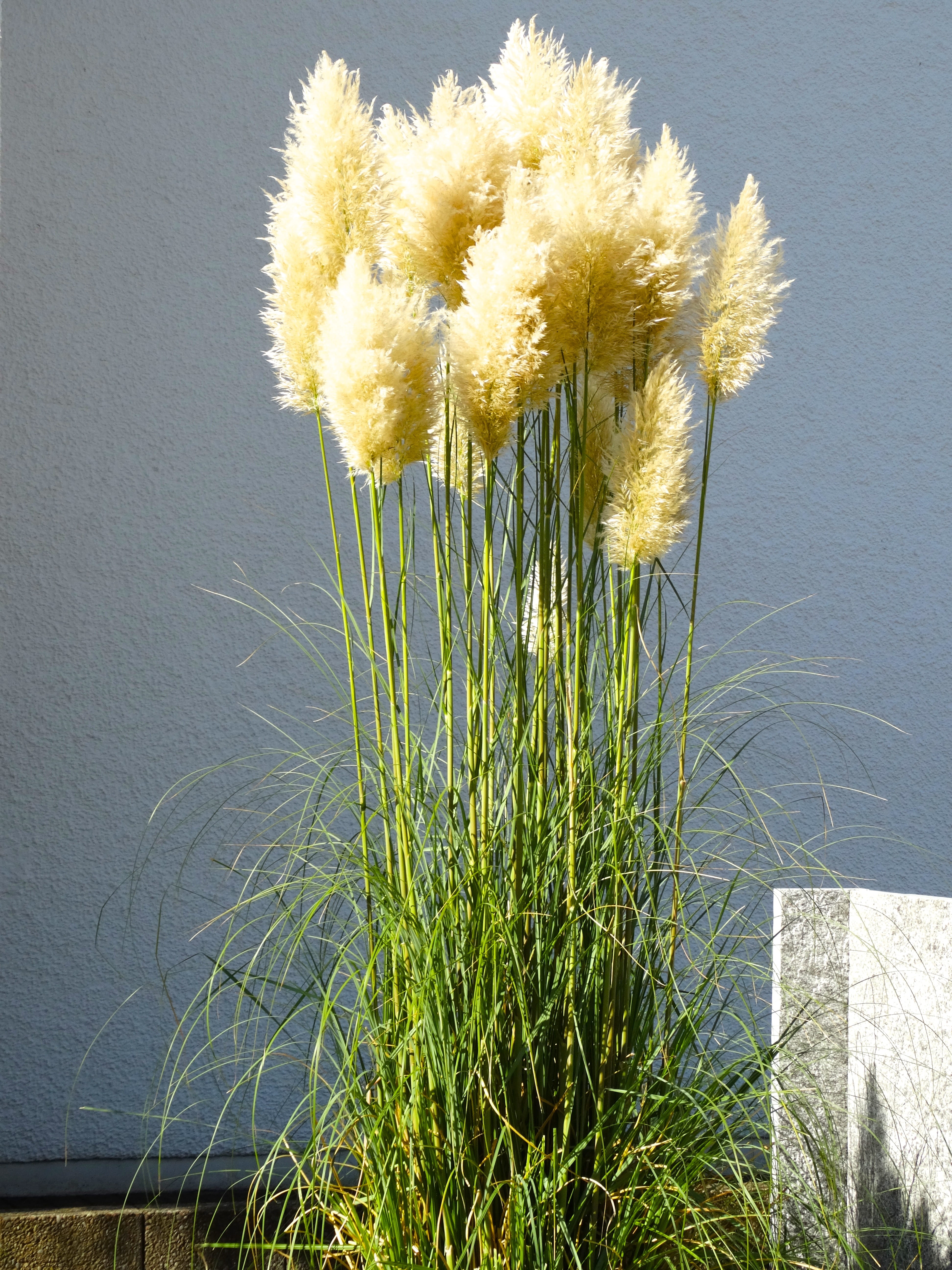 Fluffy, flower, water, outdoors, day, Pampas Grass, vulnerability, no people, grass, flowering plant, flower head, tranquility, nature, Airy, yellow, beauty in nature, Phone HD Wallpaper