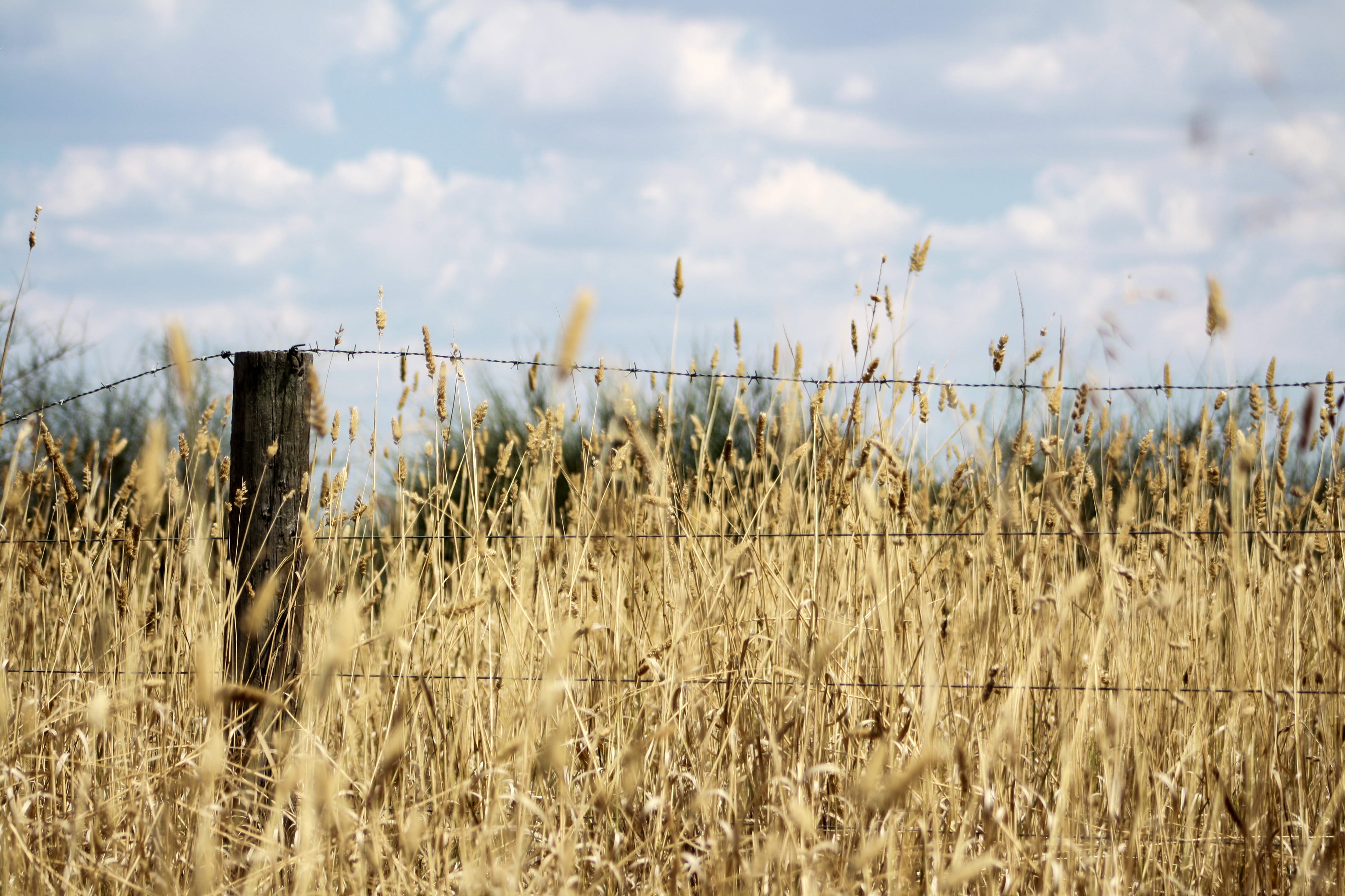 land, tranquil scene, marram grass, environment, cloud - sky, growth, grass, field, australia, 4K, hay, no people, beauty in nature, day, non-urban scene, HD Wallpaper