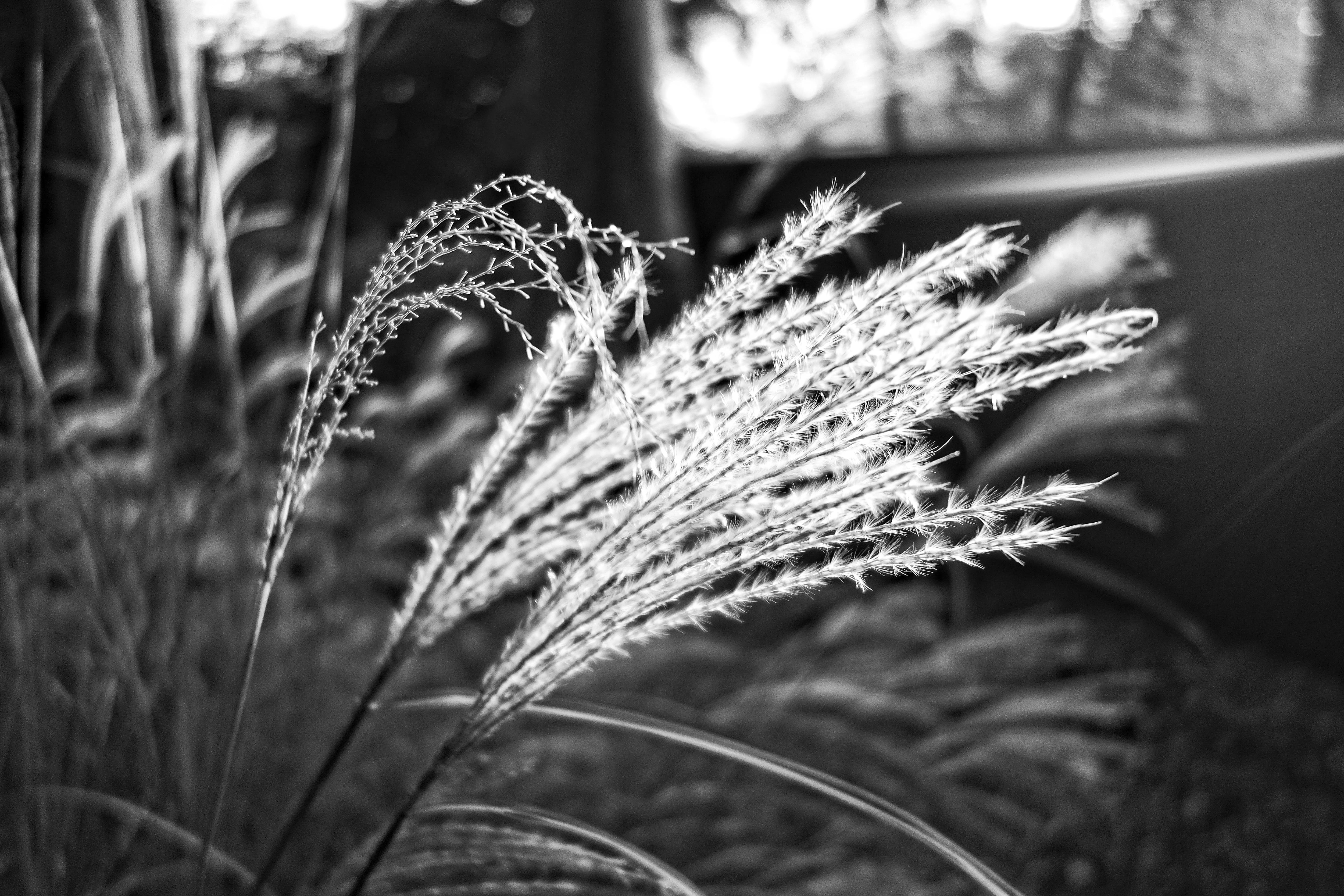 flower, field, perennial, outdoors, close-up, crop, freshness, highlight, bright, fragility, plume, pampas grass, focus on foreground, stalk, garden, grass, HD Wallpaper