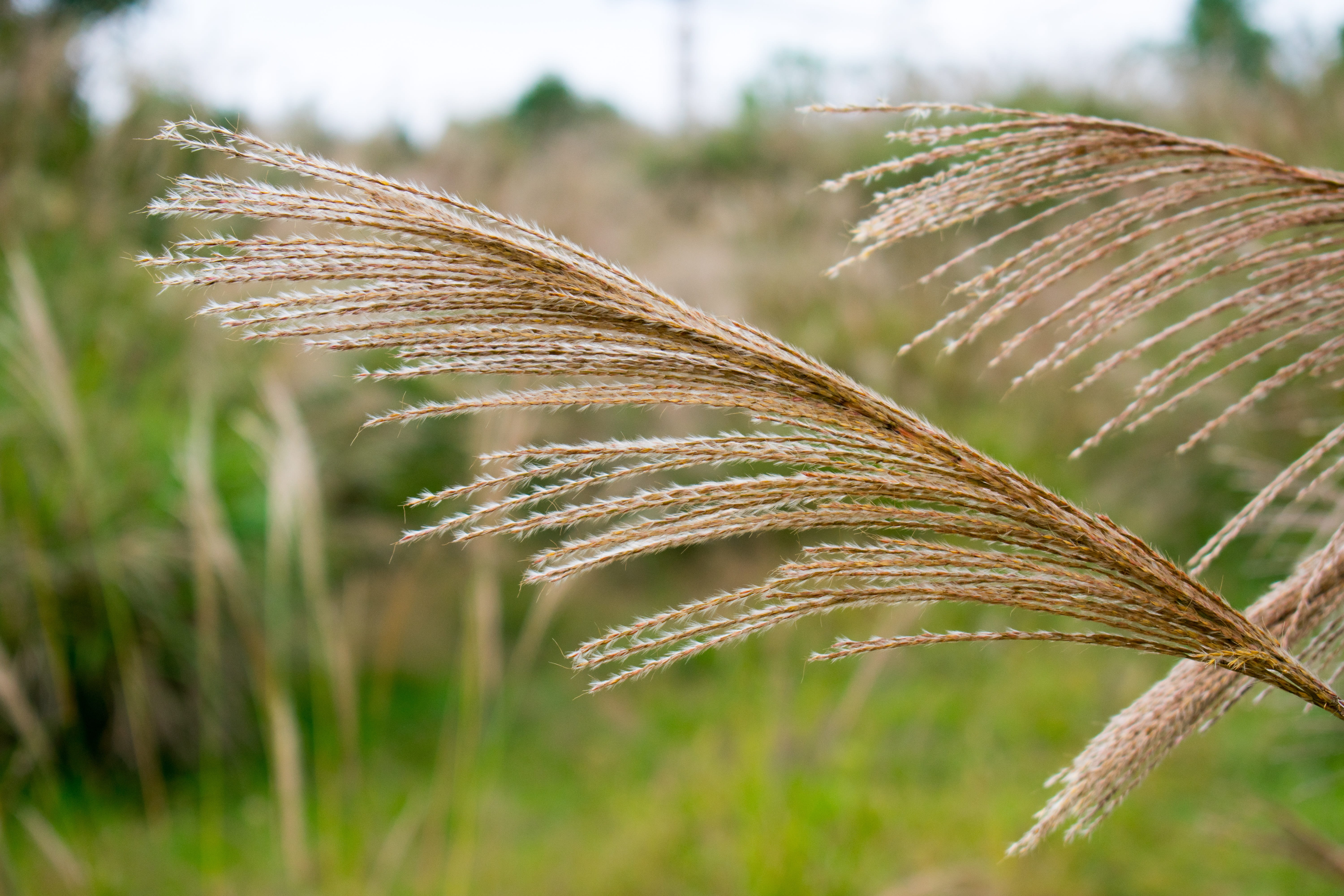 sunlight, stalk, pampas grass pruning, fragility, close-up, tranquility, outdoors, grass, water, cereal plant, nature, 5K, day, pampas grass, field, growth, HD Wallpaper