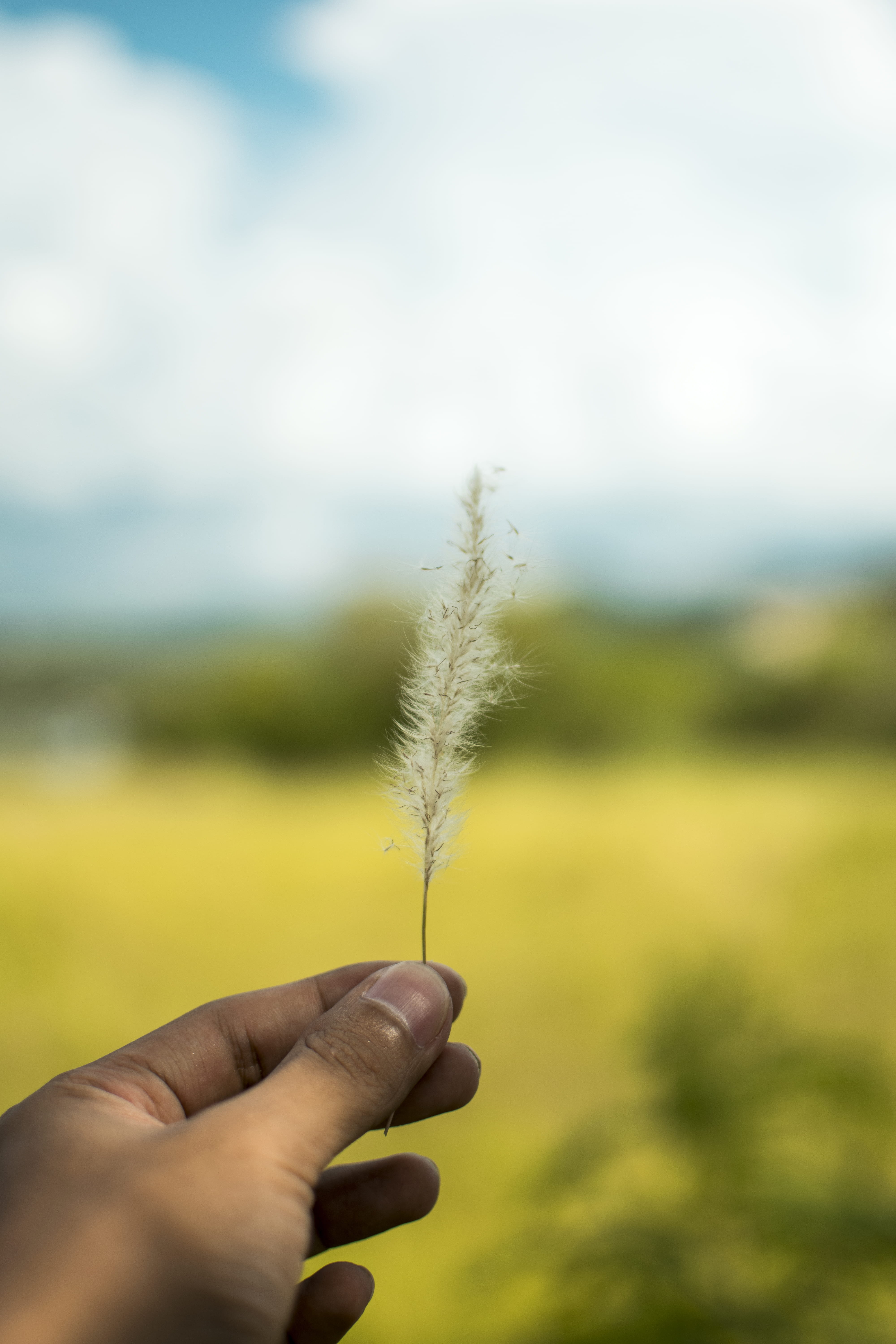 one person, human limb, single, 5K, unrecognizable person, grass, human hand, plant, fragility, grass field, softness, outdoors, vulnerability, personal perspective, Phone HD Wallpaper