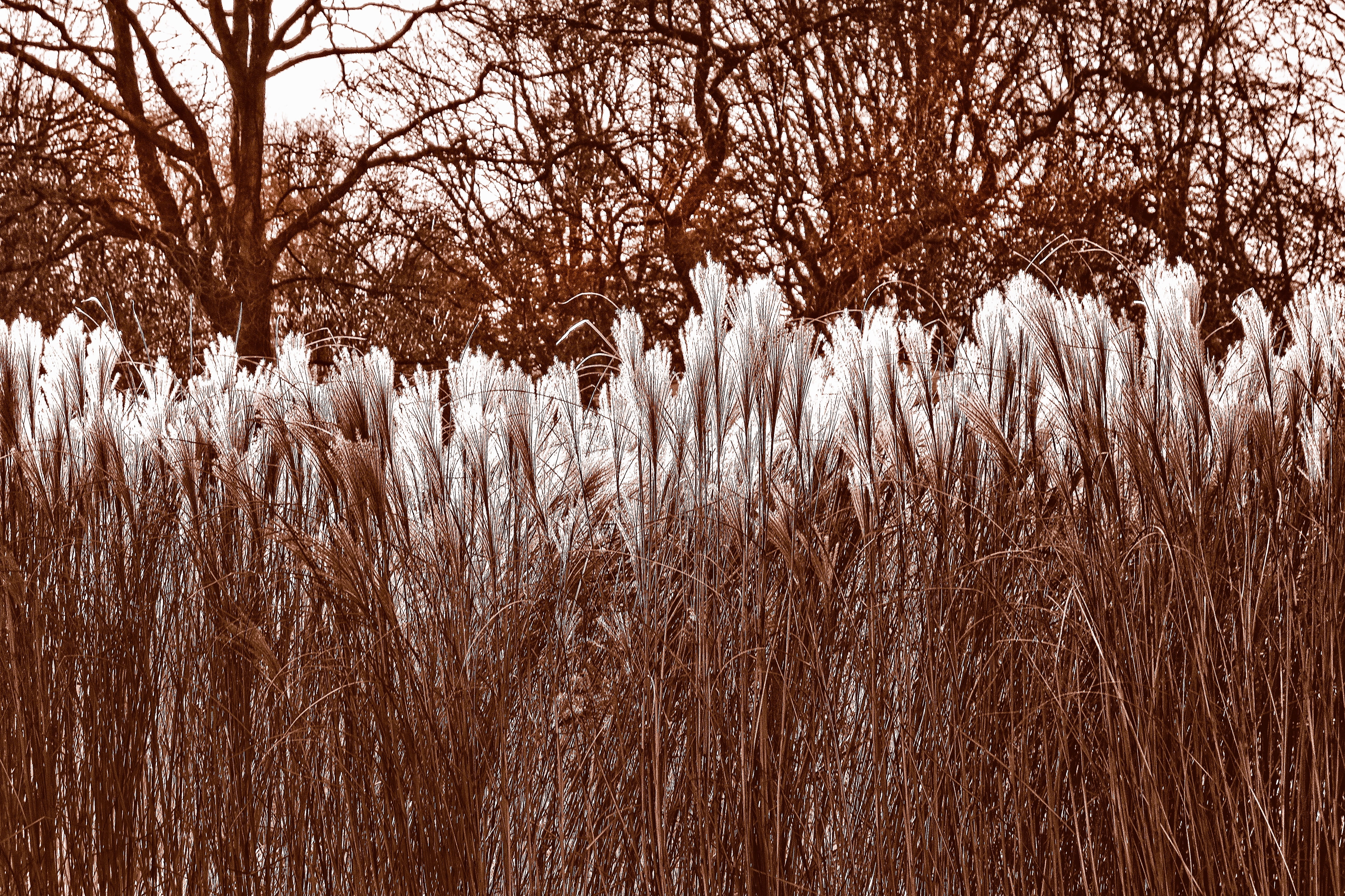growth, cortaderia selloana, land, sunny day, feathery, non-urban scene, field, sunlight, day, winter, fluffy, cold temperature, plant, beauty in nature, HD Wallpaper