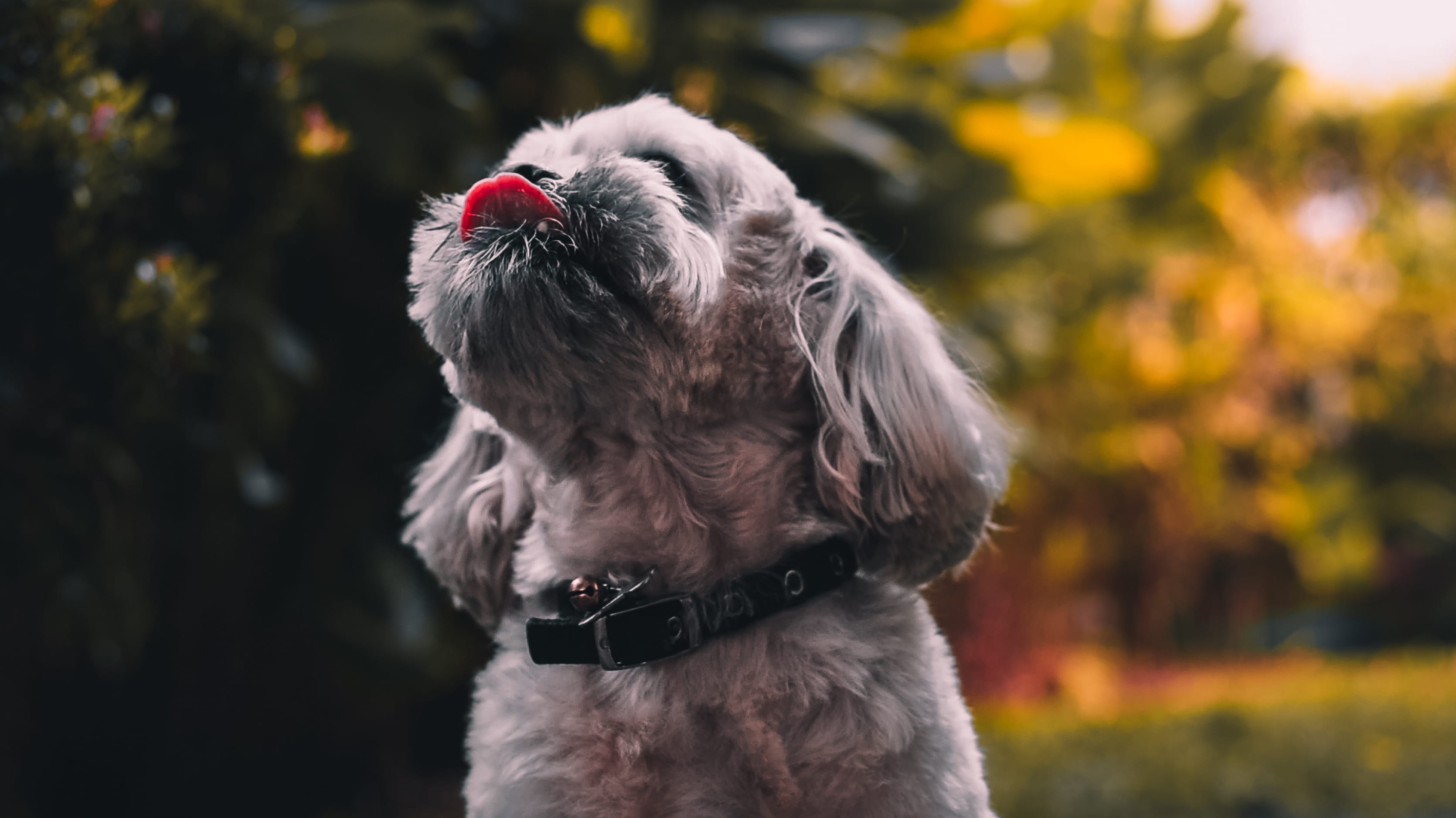 vertebrate, domestic animals, shih tzu, pet, focus on foreground, accessory, small, animals, lap dog, mammal, nationalgeographic, cute, gray, animal themes, HD Wallpaper