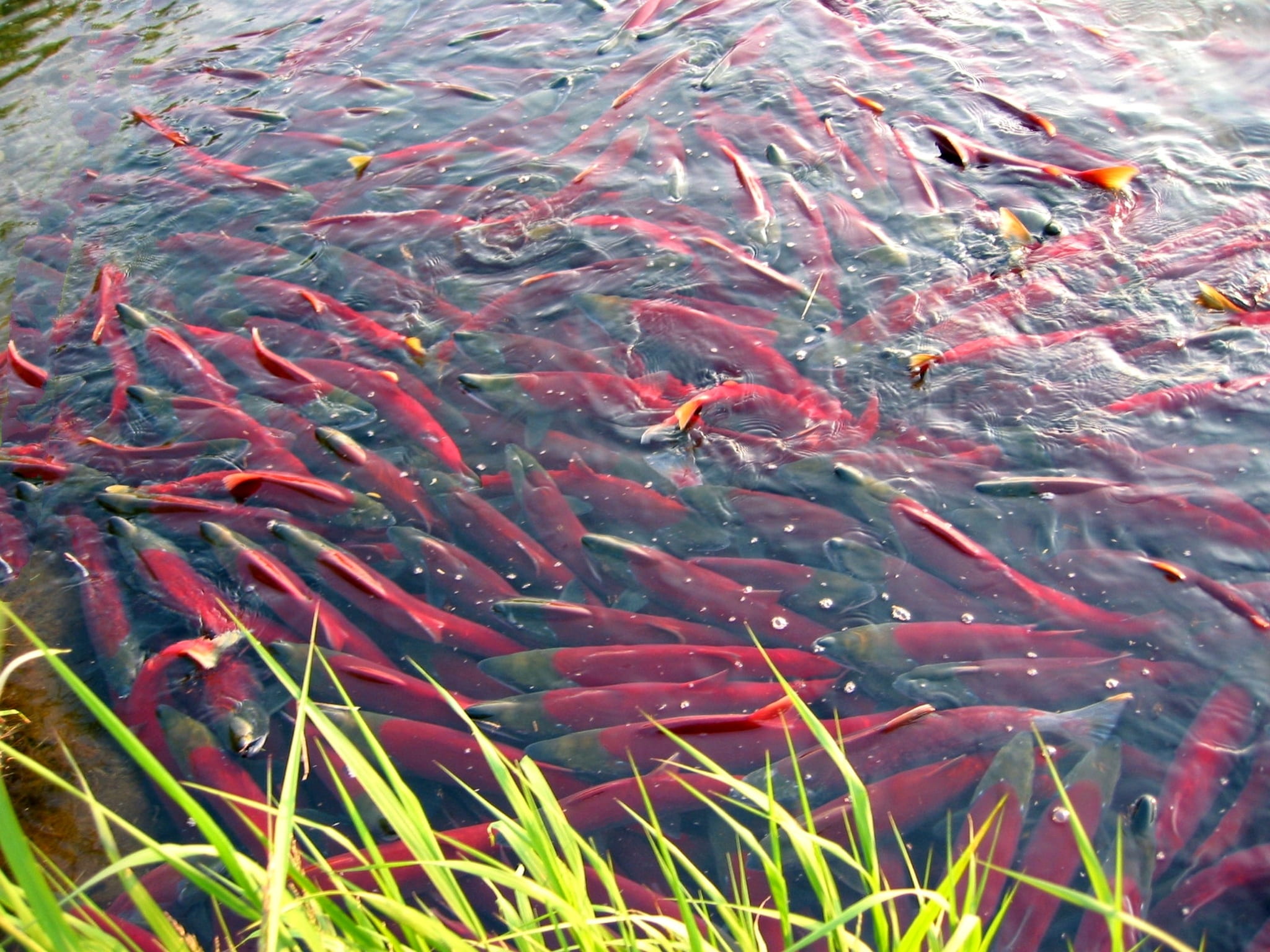 animal themes, school of fish, spawning, marine, predator, chum, lake, group of animals, no people, animal wildlife, koi carp, vertebrate, large group of animals, HD Wallpaper