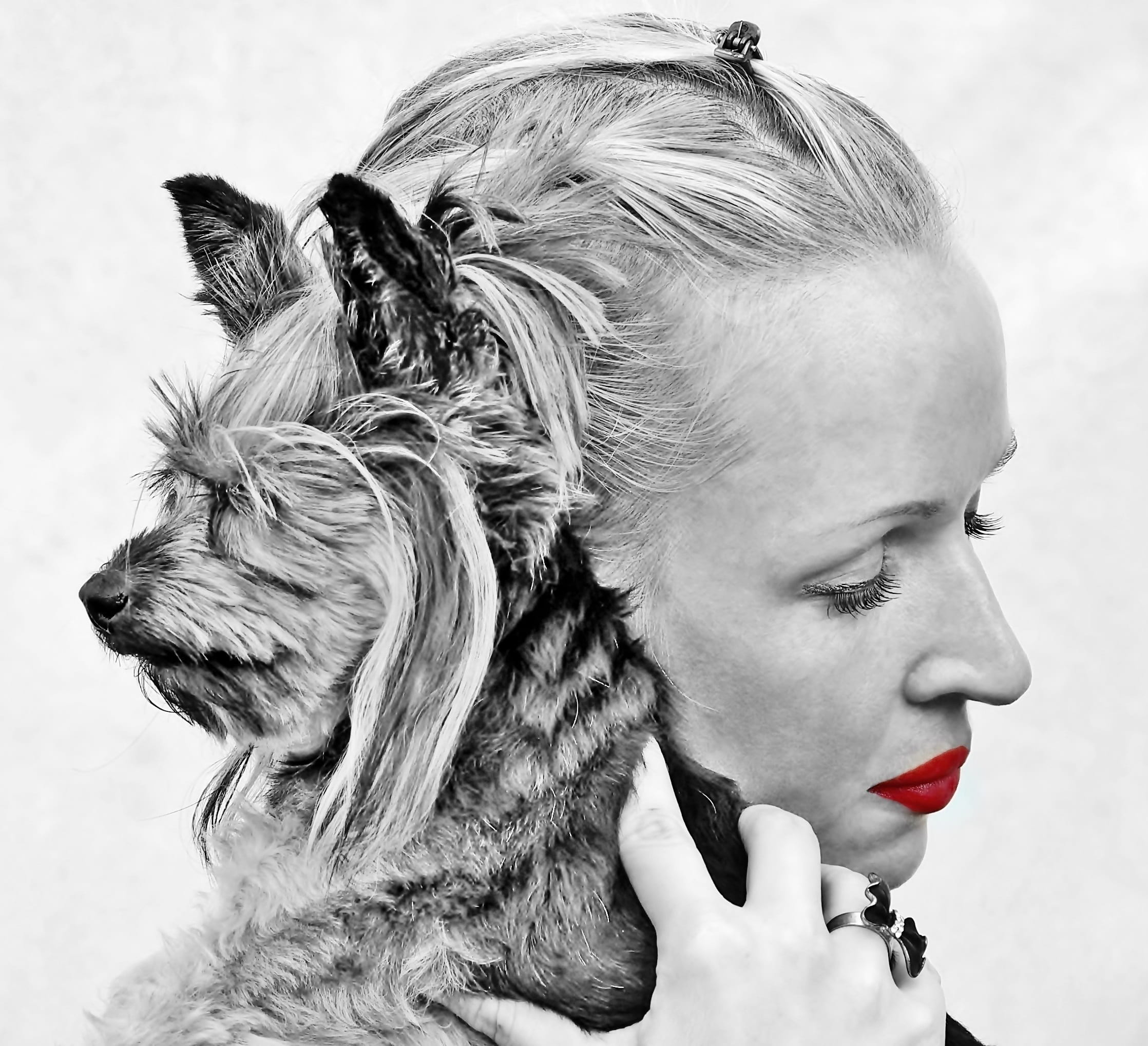 hair, looking away, beautiful woman, headshot, looking, day, females, domestic animals, mammal, one person, close-up, black and white, yorkshire, love, HD Wallpaper