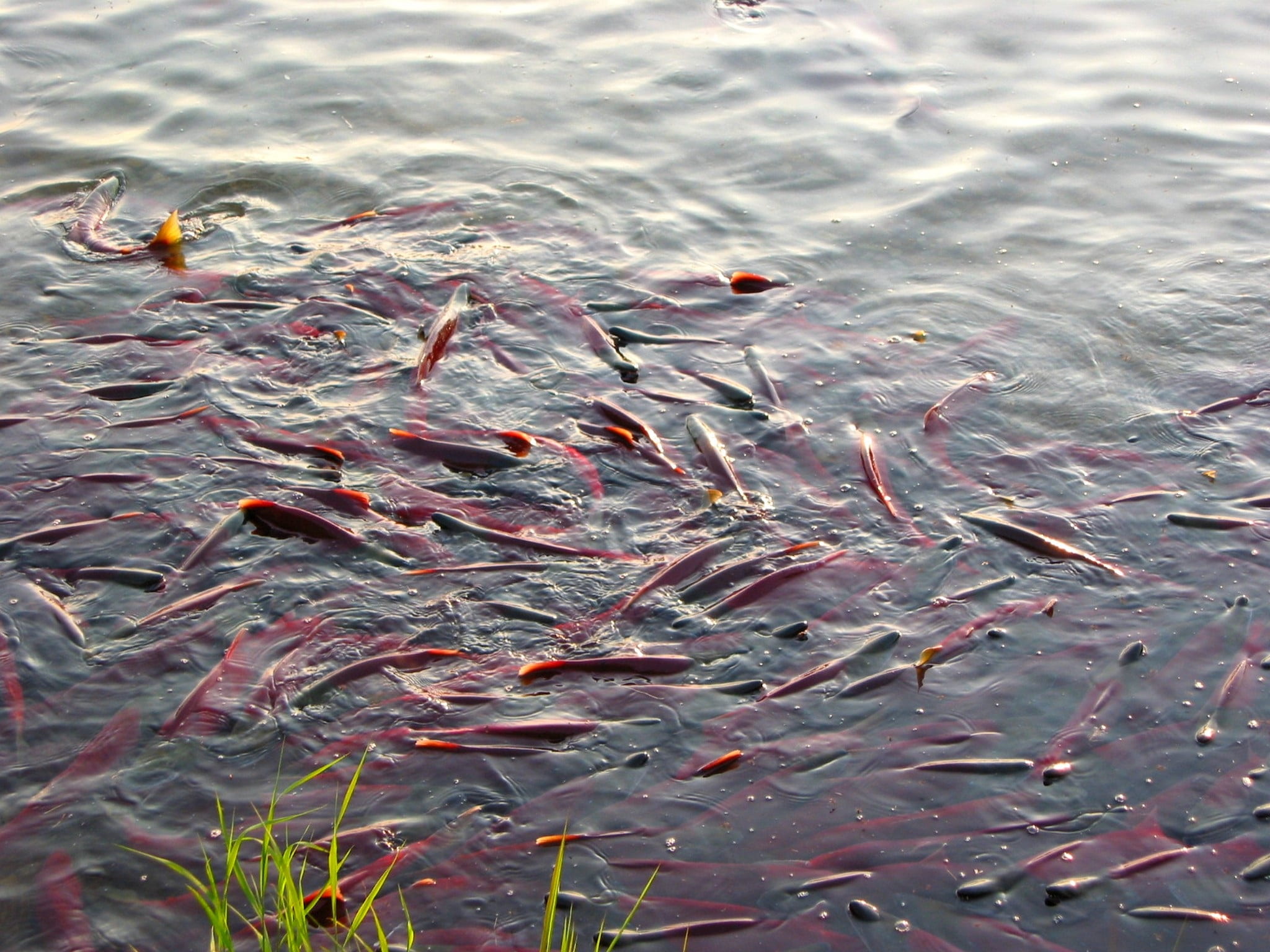 animals in the wild, high angle view, chum, swimming, day, marine, animal wildlife, waterfront, group of animals, 1080P, animal themes, fish, outdoors, HD Wallpaper