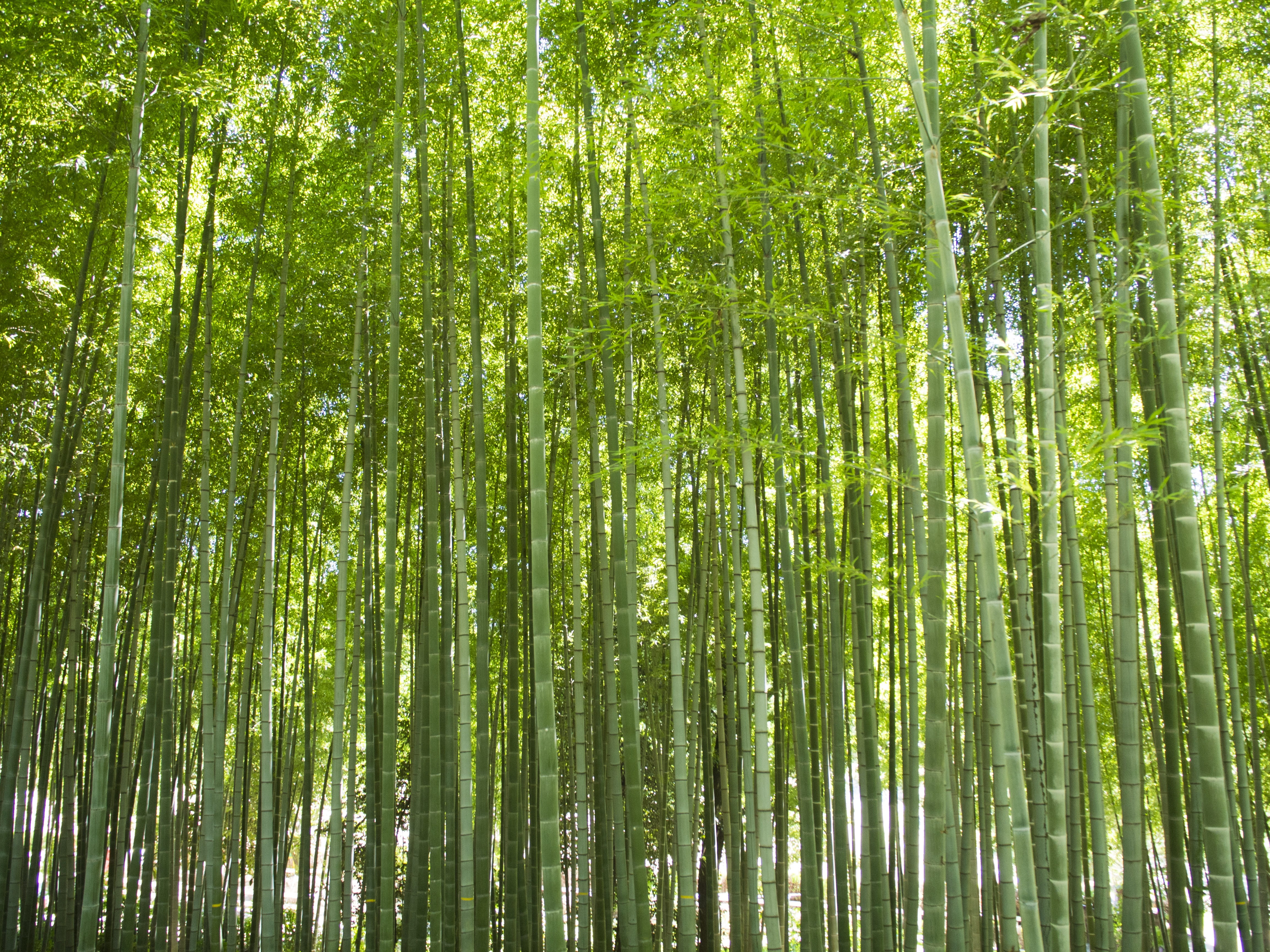 bamboo forest, backgrounds, japan, low angle view, growth, a lot, natural, wild, scenic, landscape, full frame, beauty in nature, no people, tranquility, HD Wallpaper