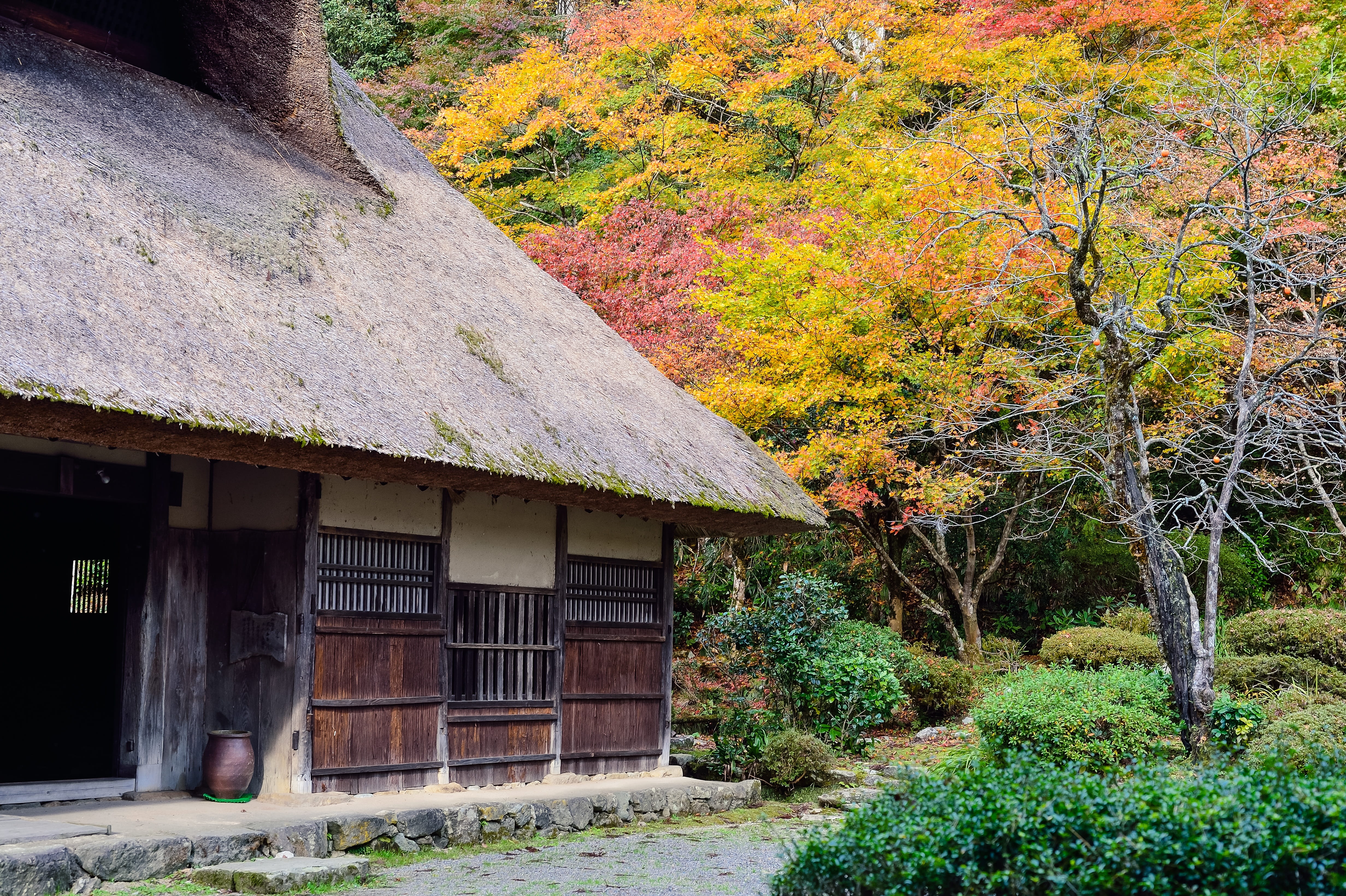 tree, day, japan, cottage, roof, landscape, residential district, land, thatched roof, building, japan landscape, house, building exterior, built structure, HD Wallpaper