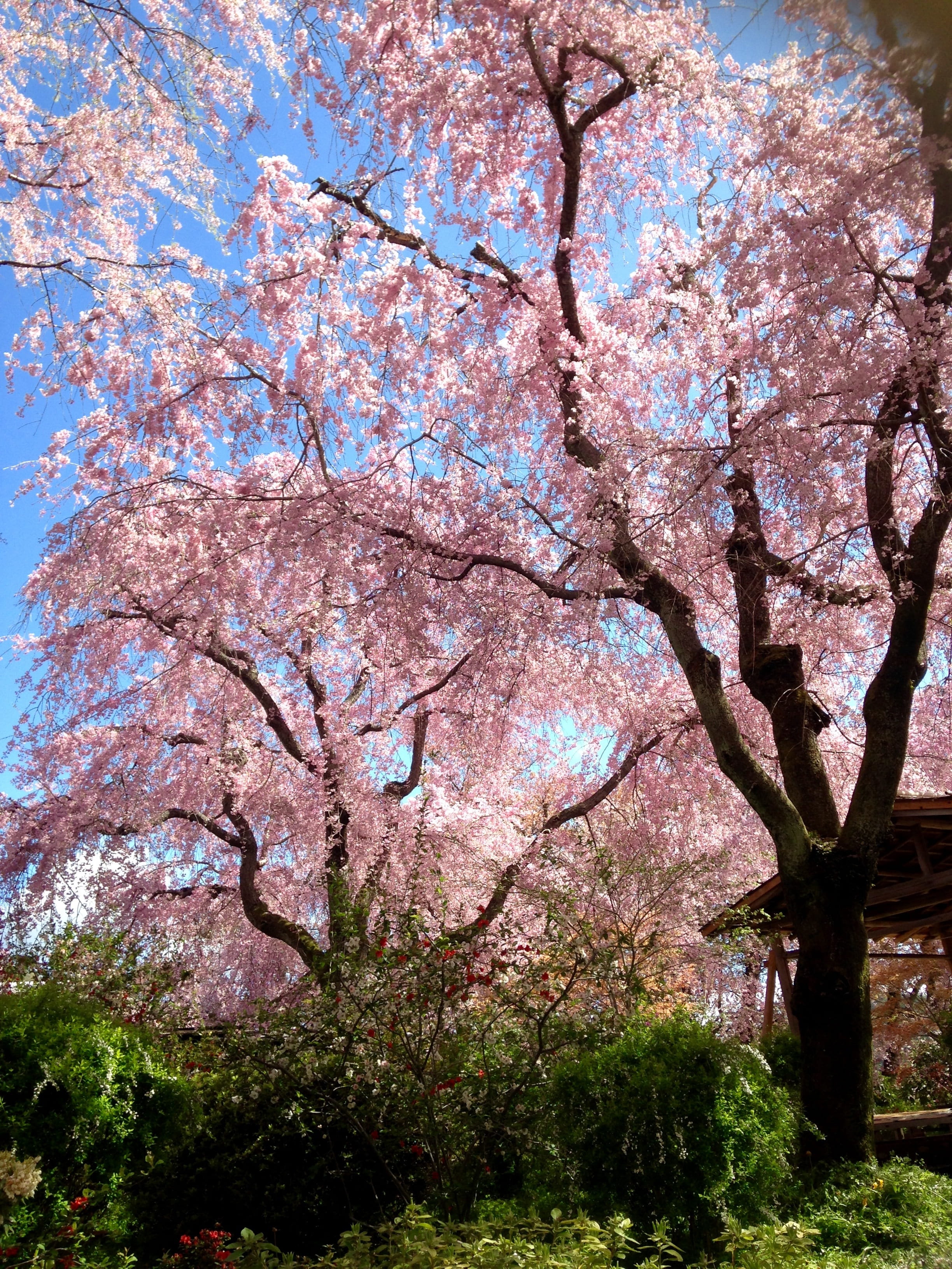 scenics - nature, outdoors, freshness, wood, natural, pink color, pink, springtime, Cherry, fragility, beauty in nature, flower, 2K, no people, Spring, Phone HD Wallpaper