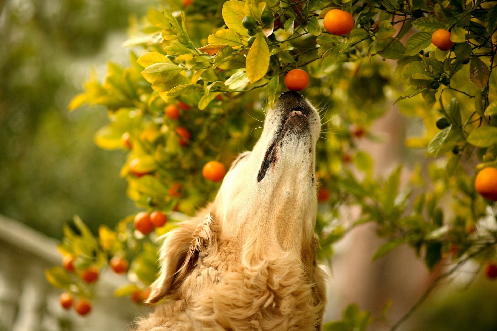 muzzle, tree, food, food and drink, leaf, retriever, green Color, nature, plant, branch, one animal, fruit tree, pets, summer, close-up, agriculture, day, HD Wallpaper