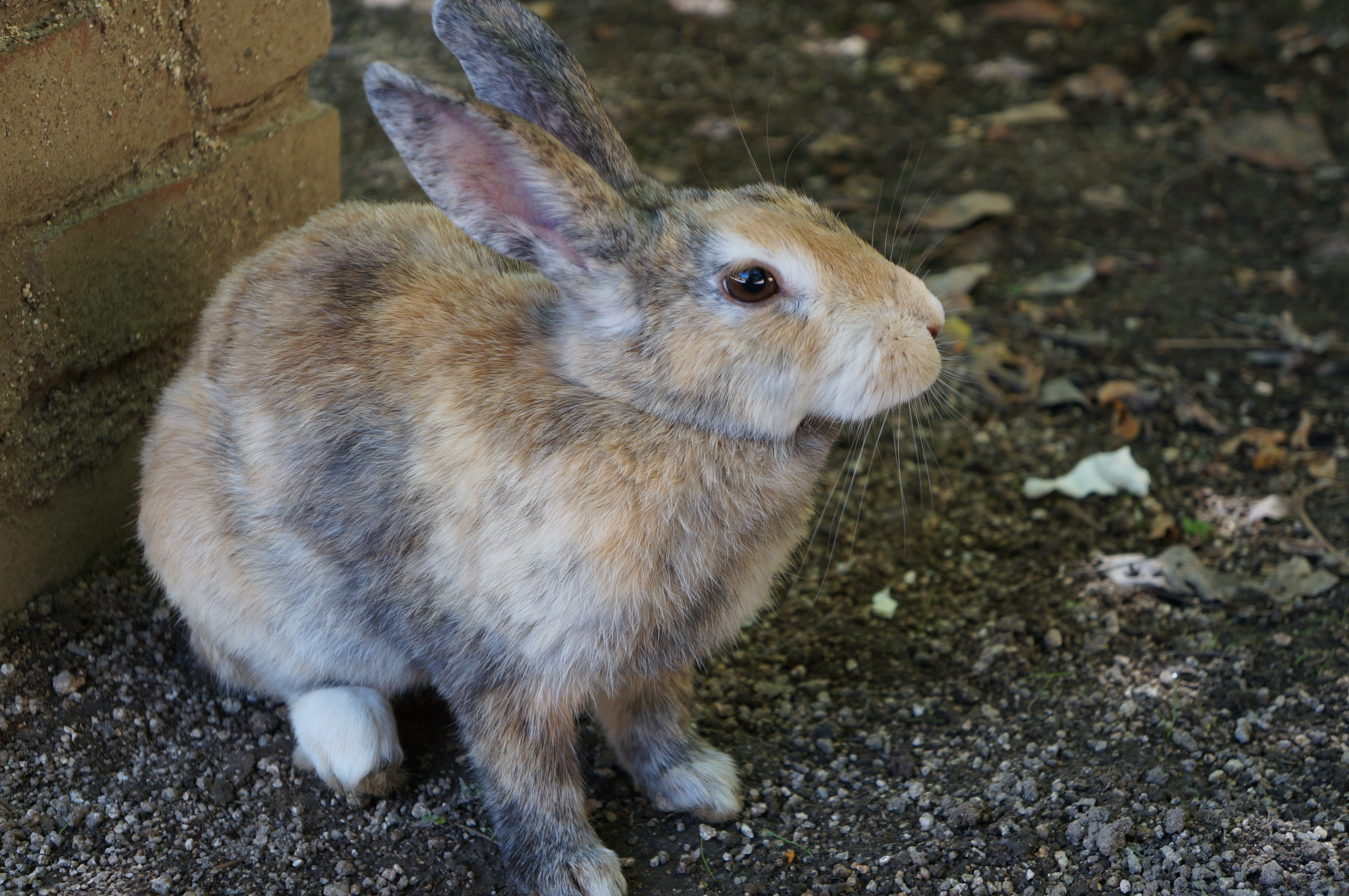 land, one animal, close-up, no people, domestic animals, rabbit - animal, rodent, ōkunoshima, mammal, nature, wild, outdoors, day, whisker, herbivorous, HD Wallpaper