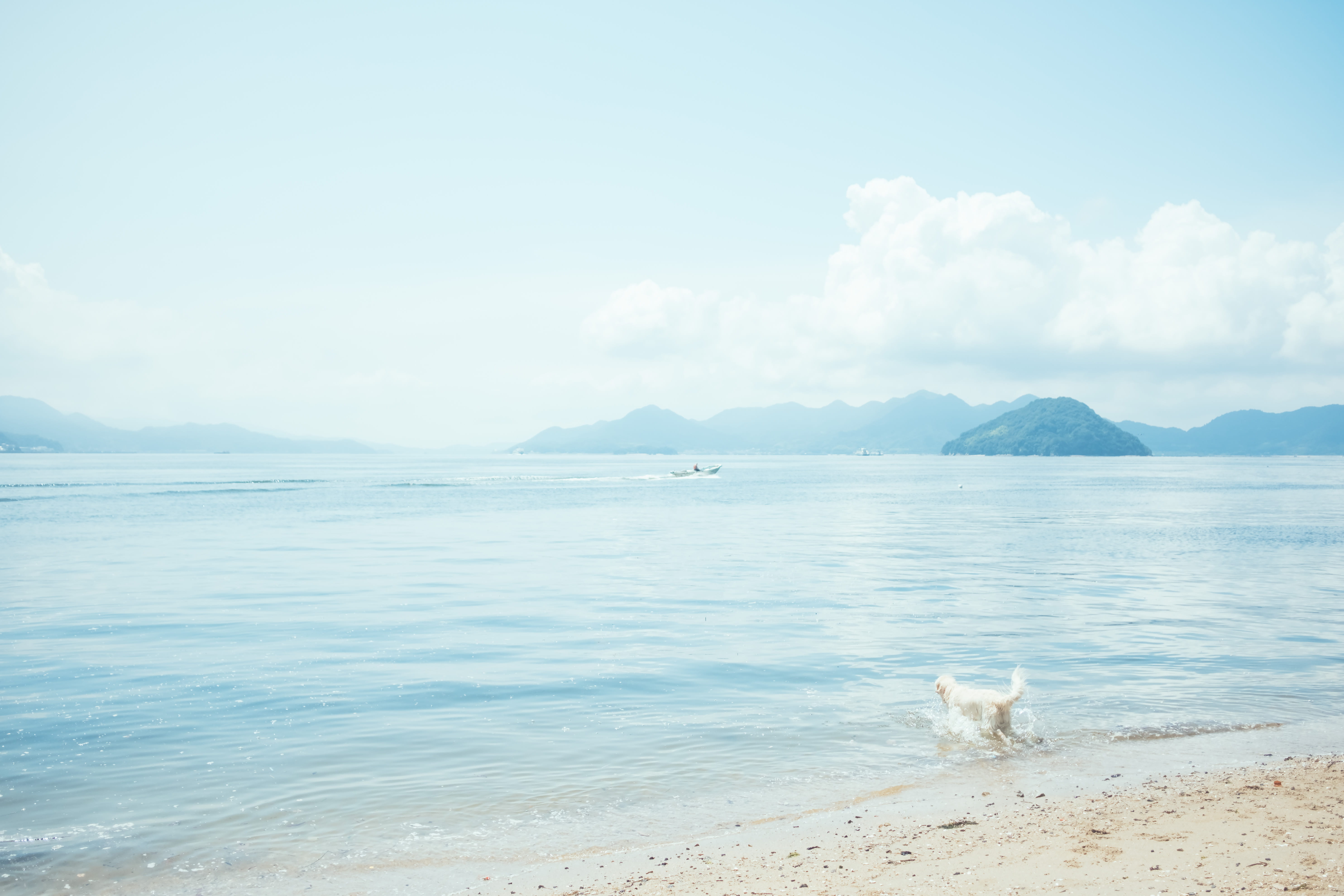 hiroshima-shi, japan, beauty in nature, animal themes, beach, hiroshima, land, asia, summer, no people, water, sky, canine, domestic, motoujina park, mammal, HD Wallpaper