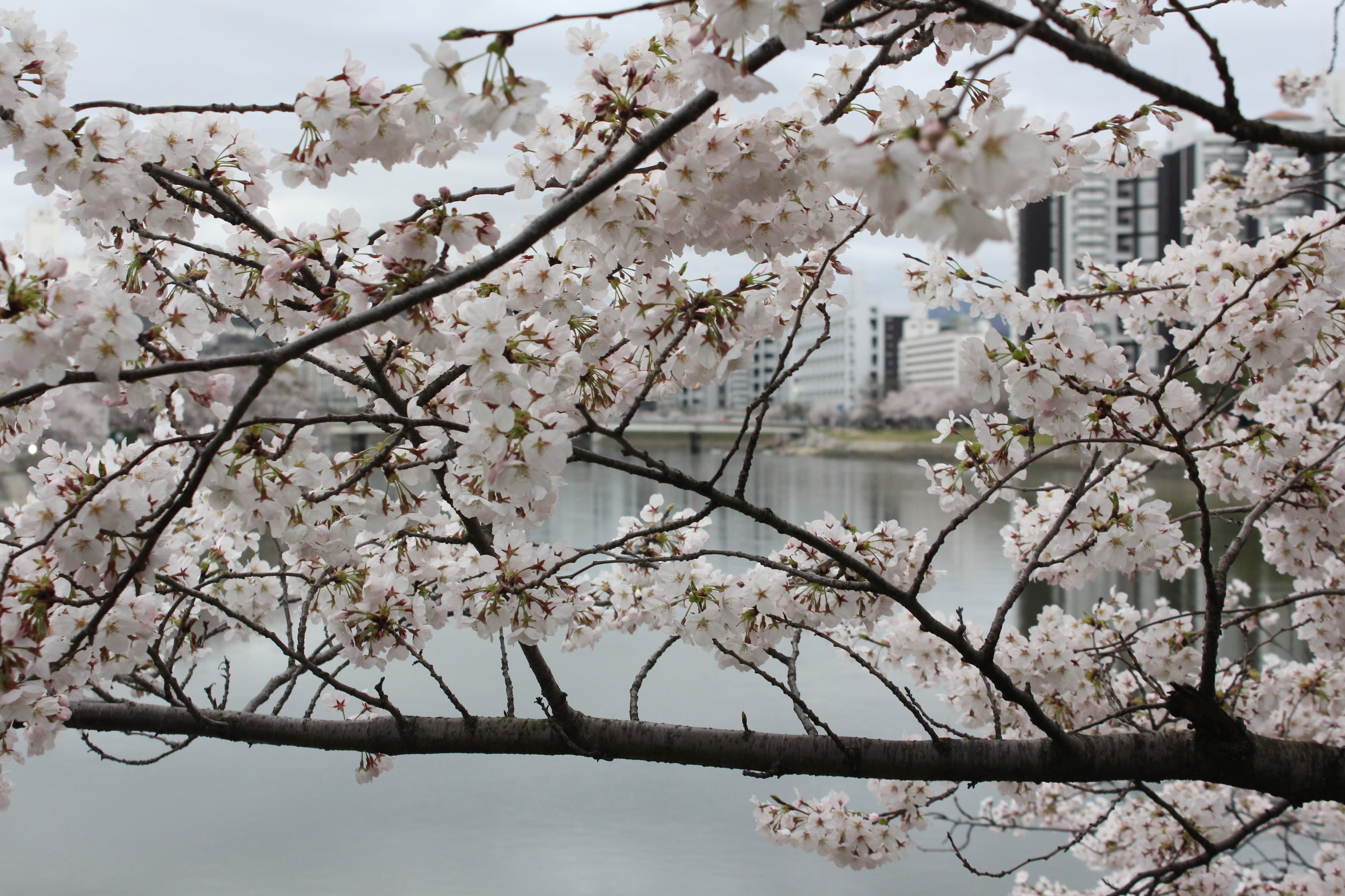branch, focus on foreground, springtime, plant, growth, petal, no people, pink Color, flower, blossom, water, cherry Blossom, blossoming, tree, flowering plant, HD Wallpaper