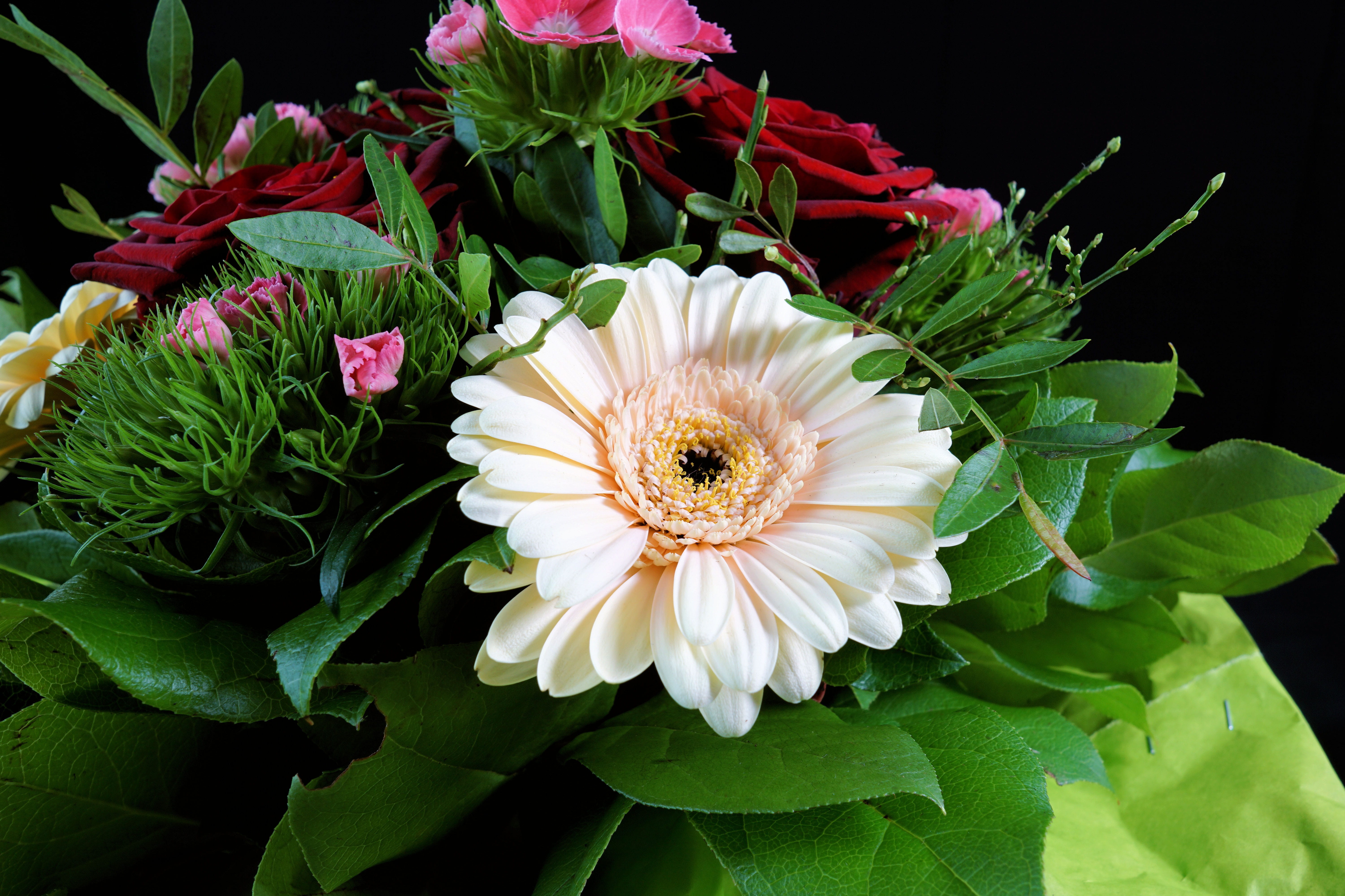 gerbera, flowering plant, inflorescence, petal, growth, pollen, decor, structure, flower head, garden, green color, floral, flowers, plant, white color, HD Wallpaper