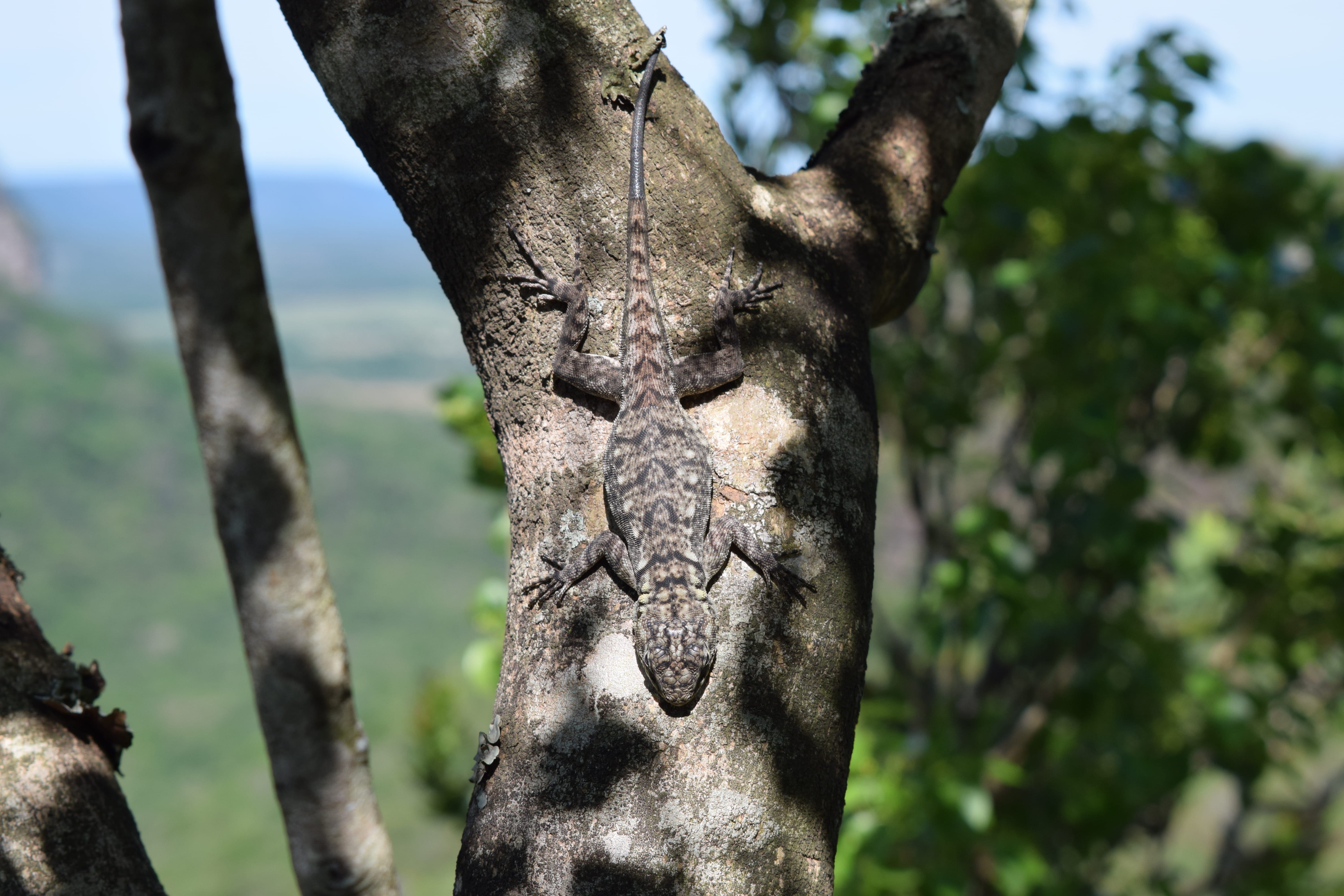 animal body part, mundo animal, animal, forest, animal world, one animal, animal themes, statue, 5K, paraguay, paraguari, plant, focus on foreground, close-up, HD Wallpaper
