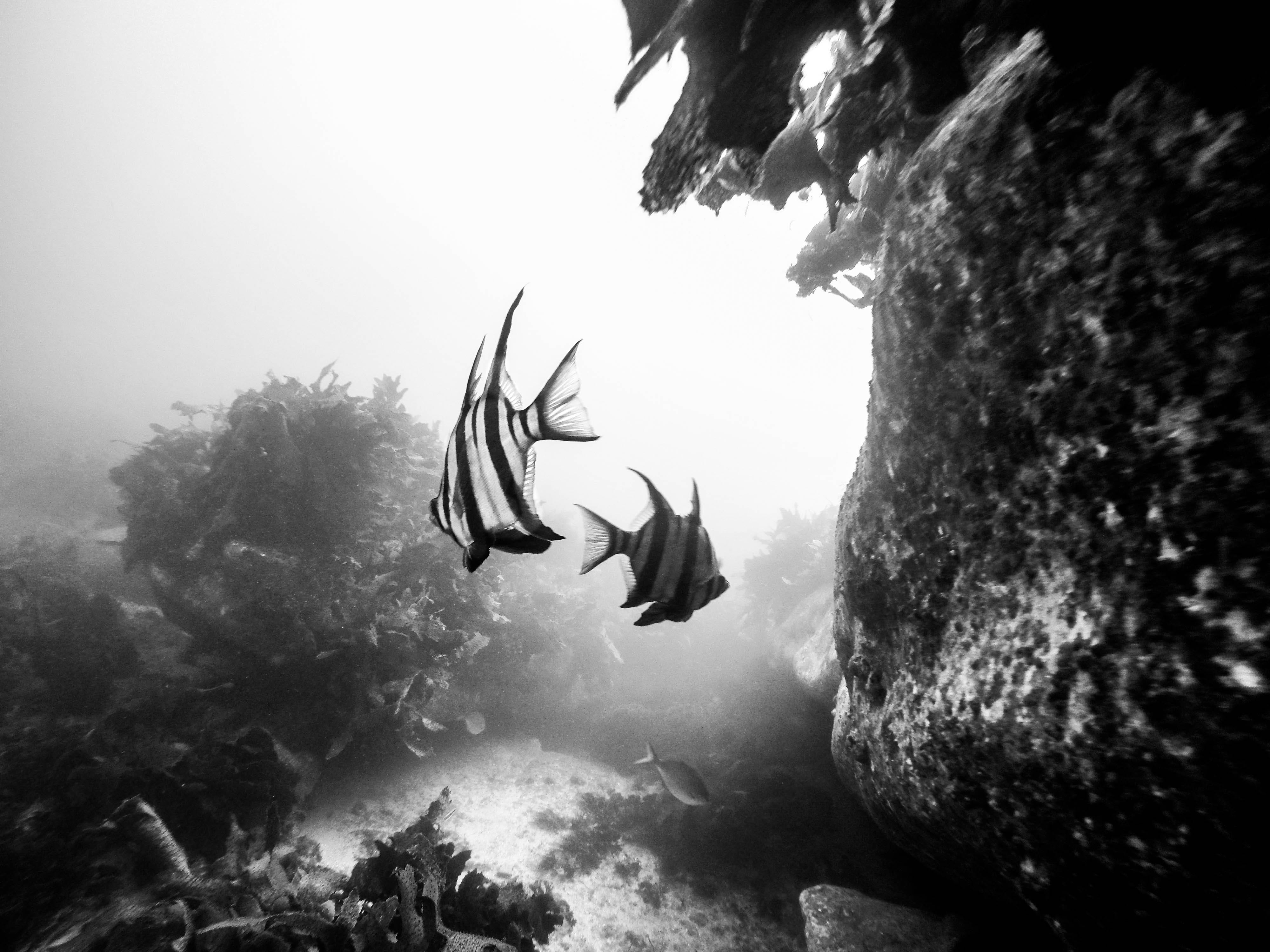nature, underwater, animal themes, solid, black and white, dark, manly, animal wildlife, water, ocean, wildlife, animals in the wild, marine, moody, sealife, HD Wallpaper