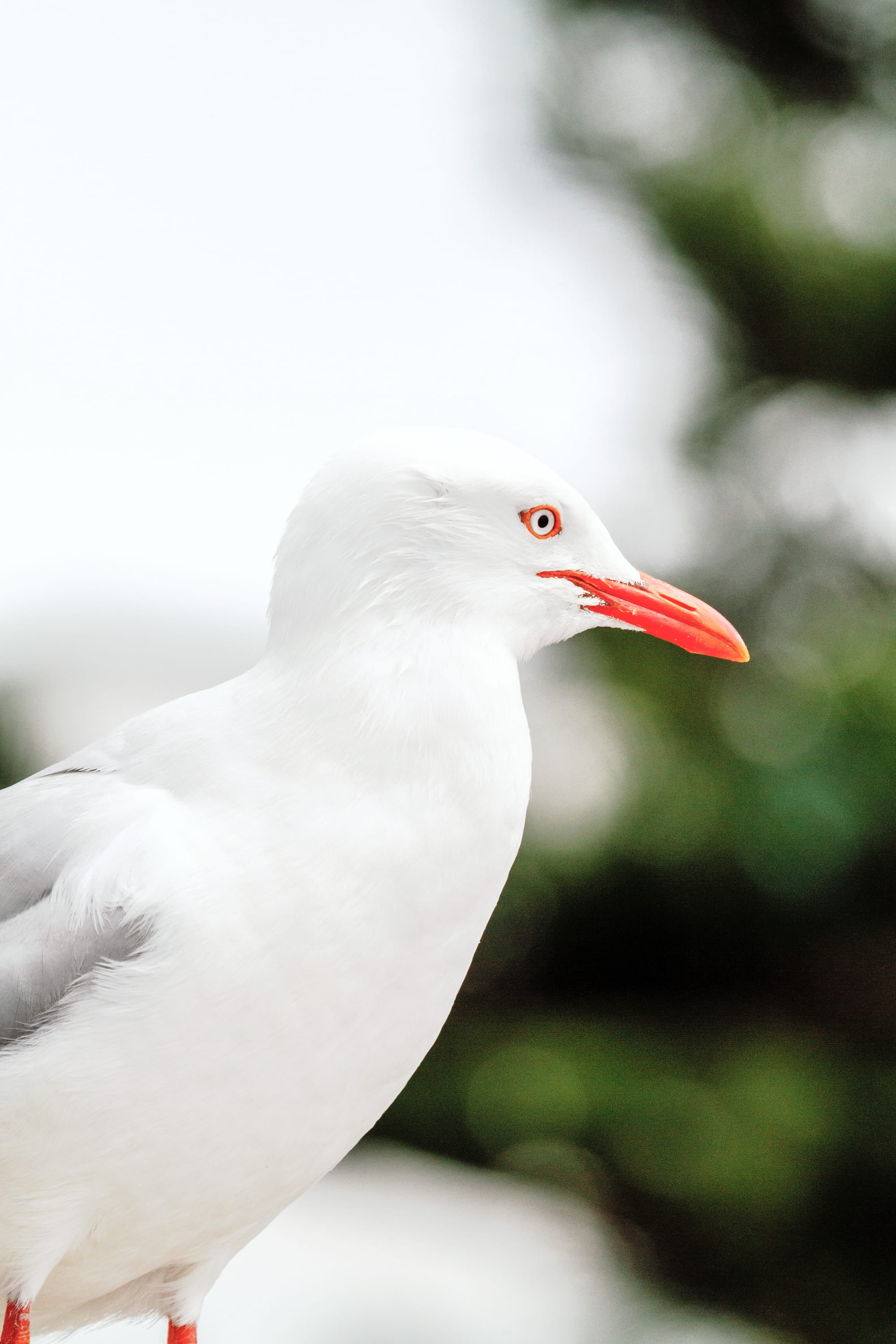outdoors, animal body part, 2K, manly beach, crane bird, bird, focus, one animal, selective, waterfowl, animal wildlife, animal neck, seagull, no people, Phone HD Wallpaper