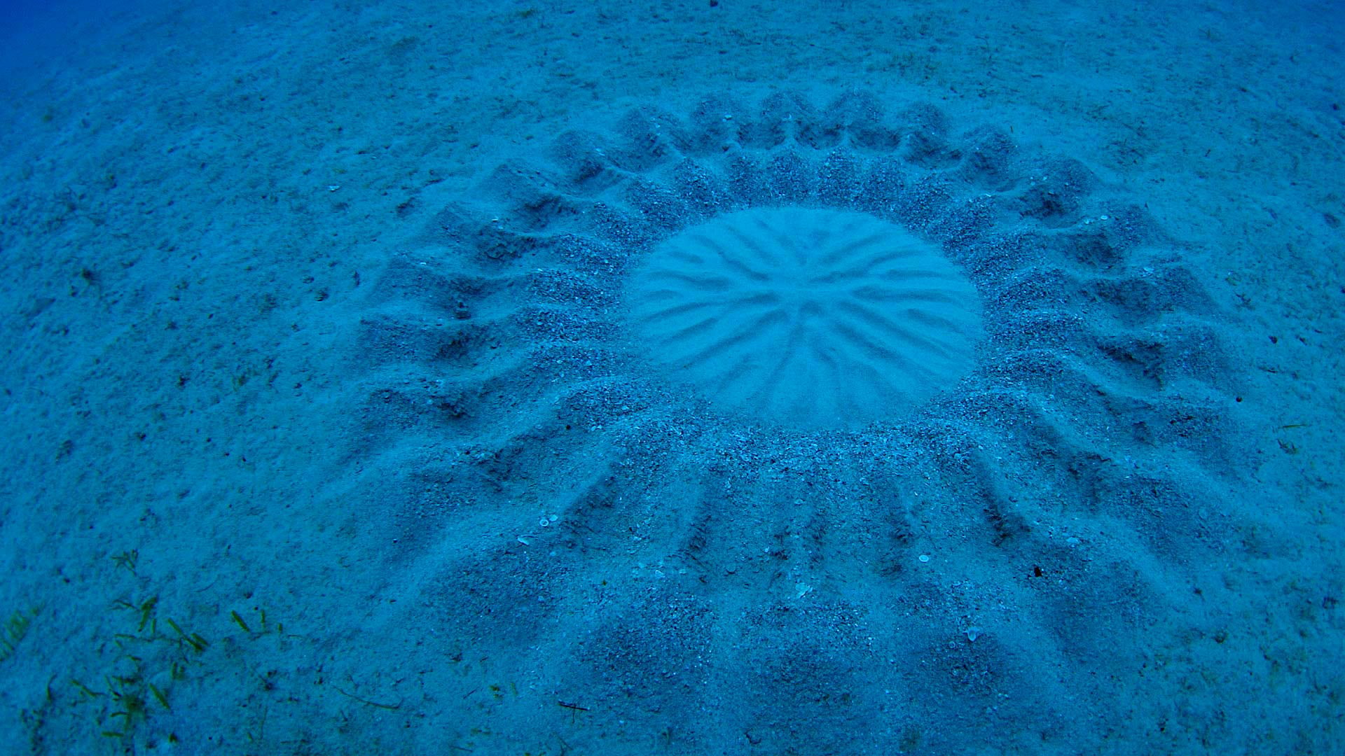 Kagoshima, Oshima, Japan, the nest of the fish-dog, 1080P, the bottom, sand, sea, HD Wallpaper