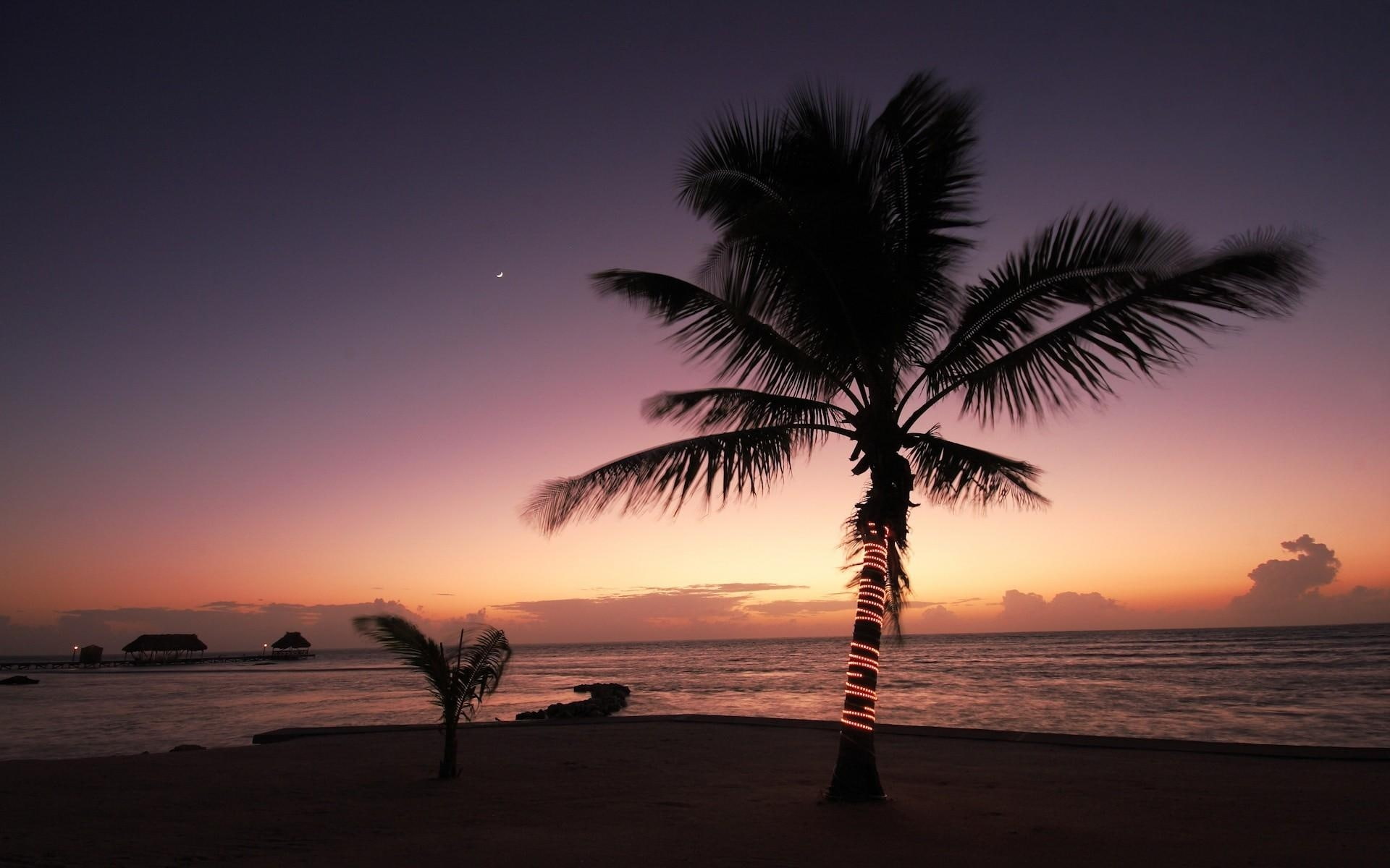 nature, tree, tropical, hd, coconut, 1080P, ocean, sunset, photo, beach, palm, HD Wallpaper