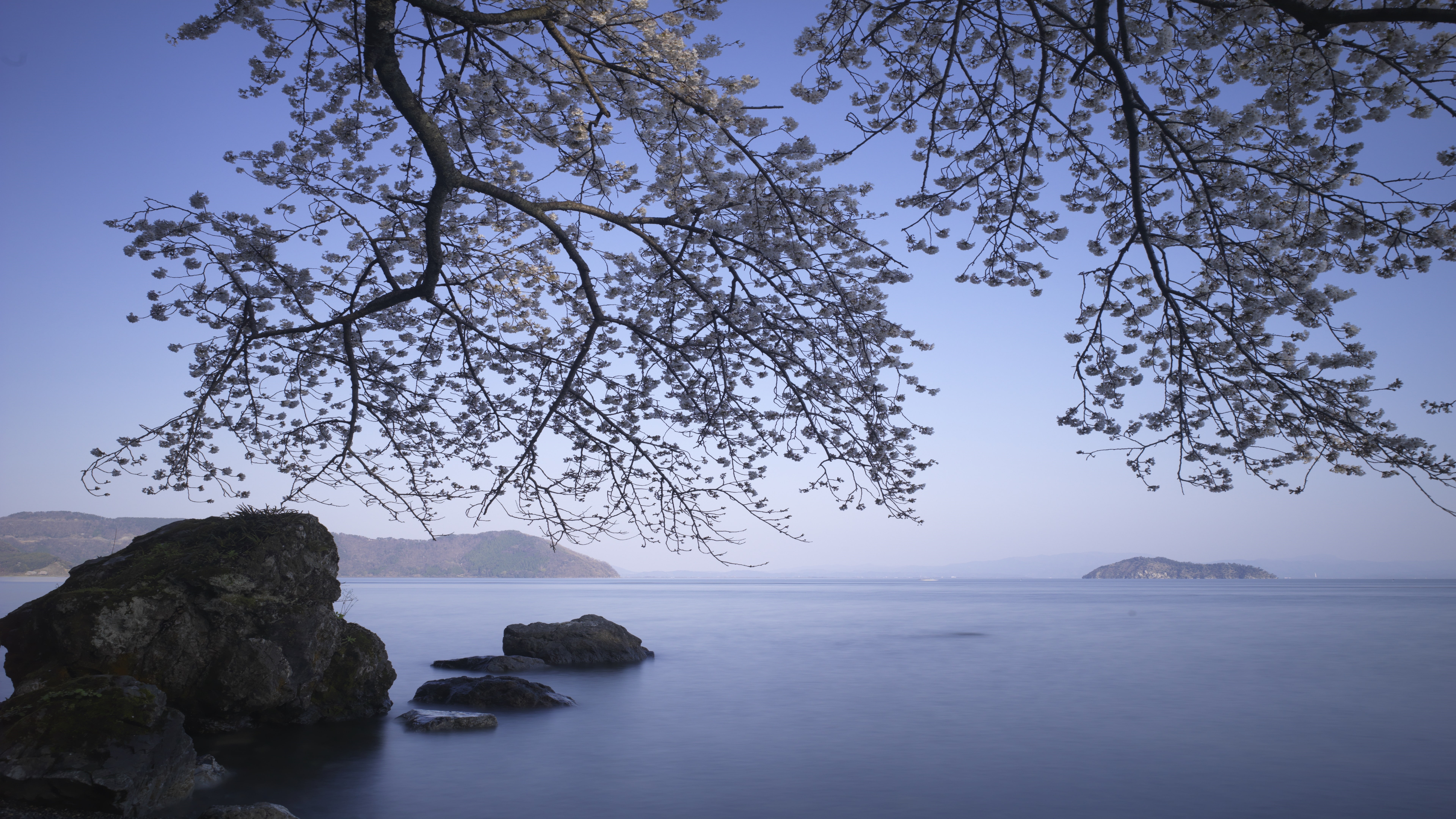rock, shore, spring, bay, blossom, lake, 8K, horizon, tree, coast, branch, calm, HD Wallpaper